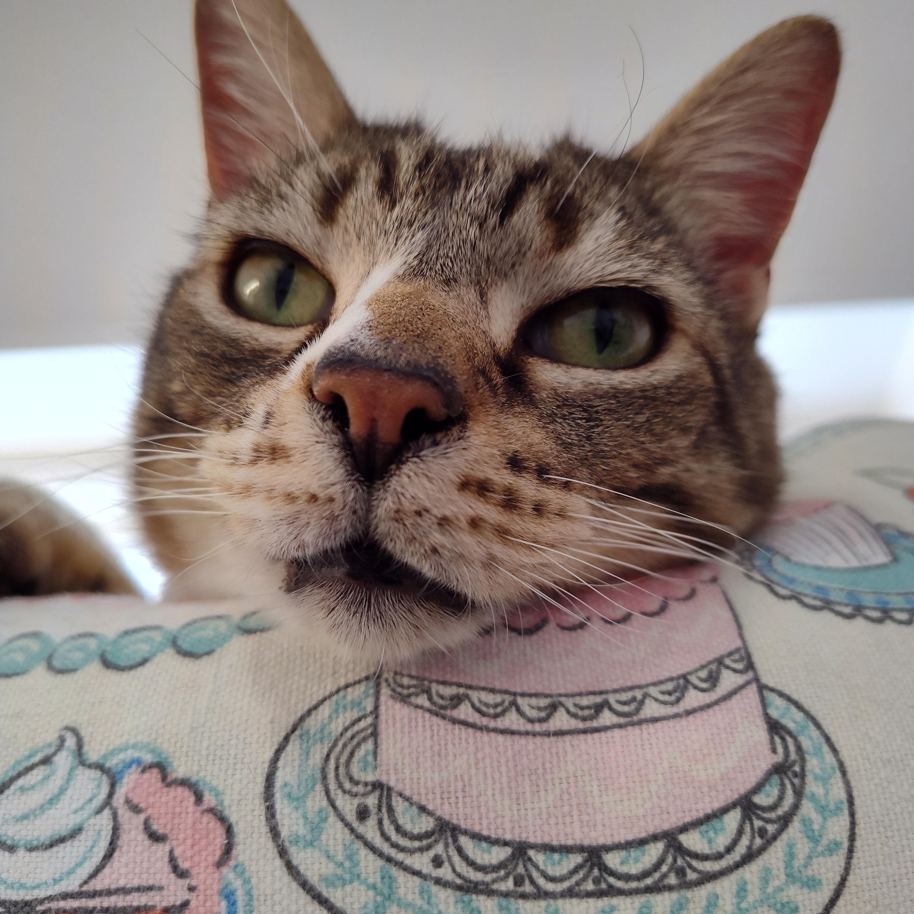 Junior, Adoptable, Senior Male Domestic Short Hair.