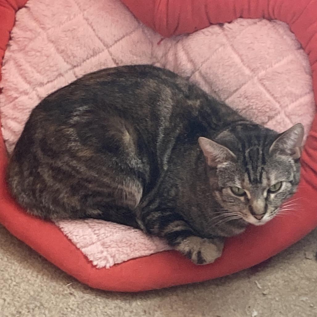 Enlarge Donna, a Adoptable Domestic Short Hair in Irwin, PA image 1/1