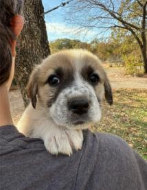 Ginger, Adoptable, Puppy Female Great Pyrenees.