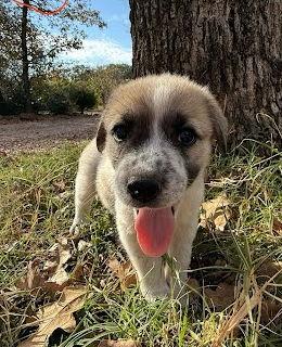Ginger, a Adoptable Great Pyrenees in Winter Park, CO image 2/2