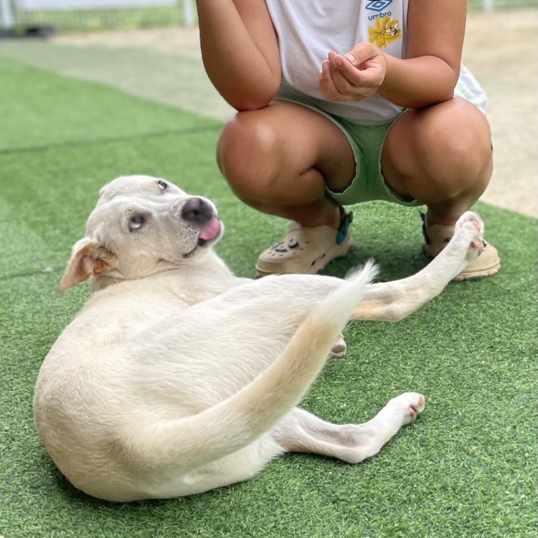 Enlarge **DOOYOO, a Adoptable mixed breed in Springfield, VA image 2/6