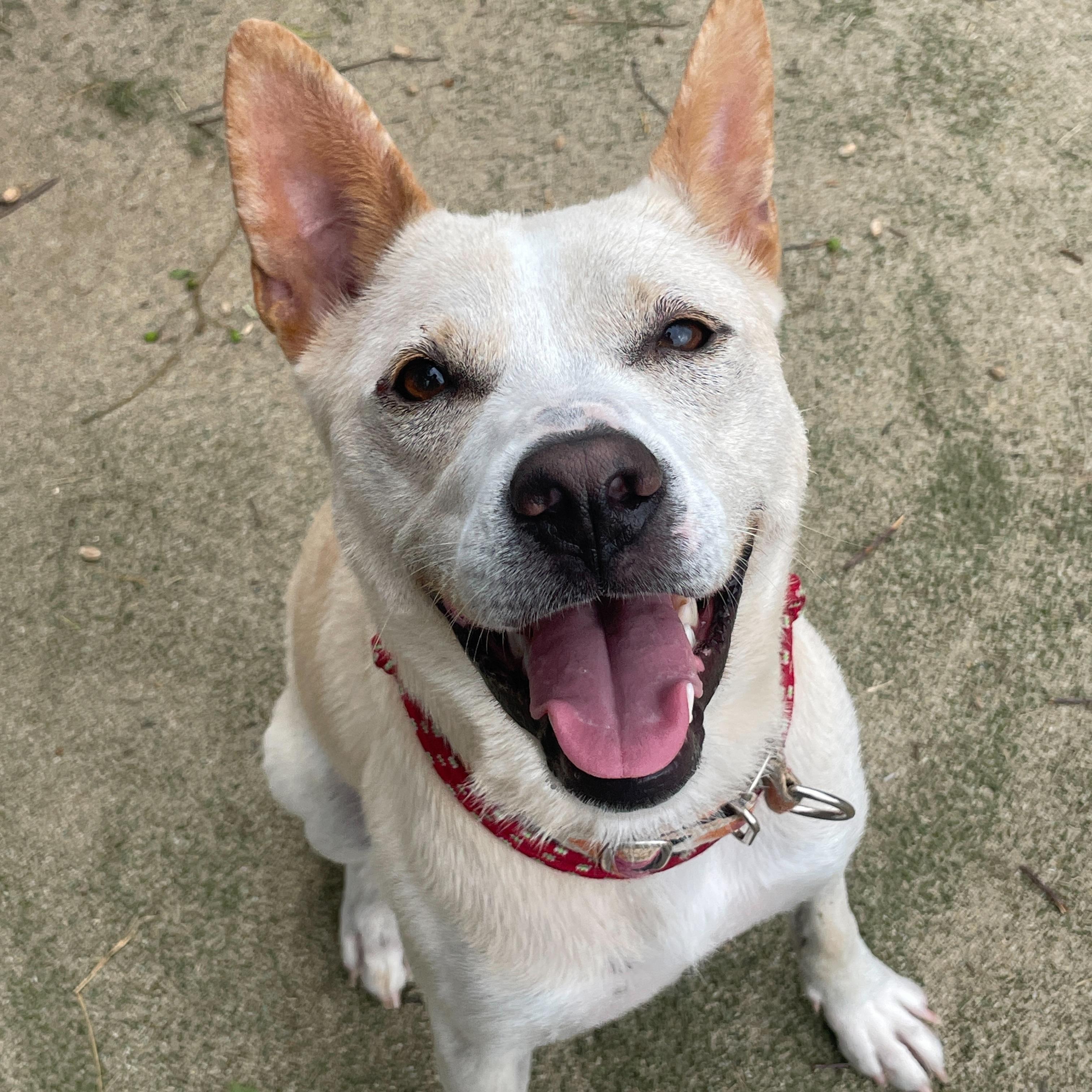 **DOOYOO, Adoptable, Young Female Jindo.