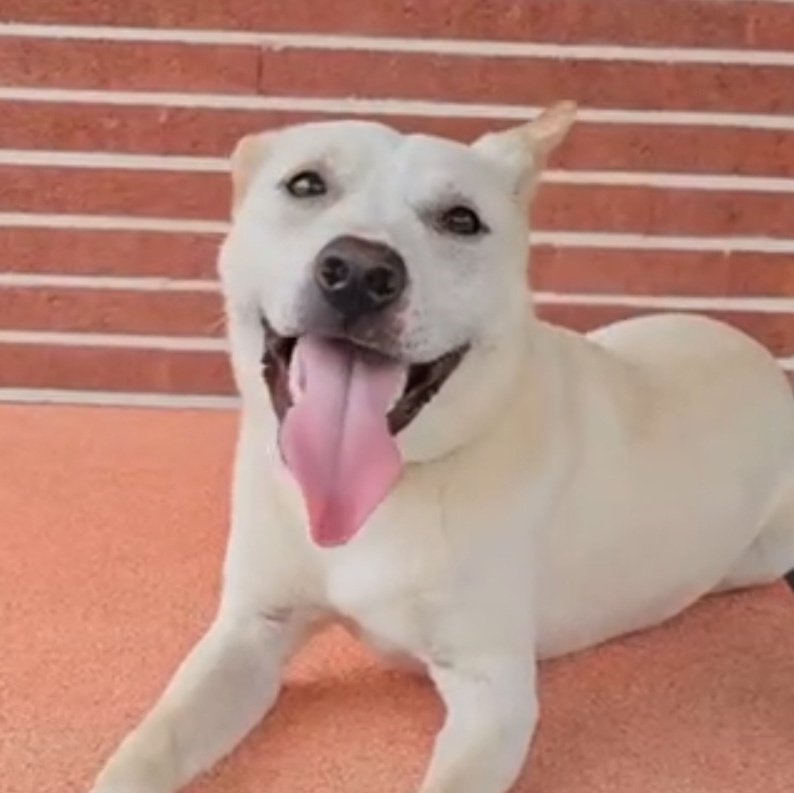 **DOOYOO, Adoptable, Young Female Jindo.