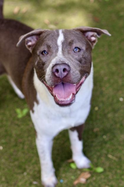 Fuji, Adoptable, Young Male Terrier & Mixed Breed.