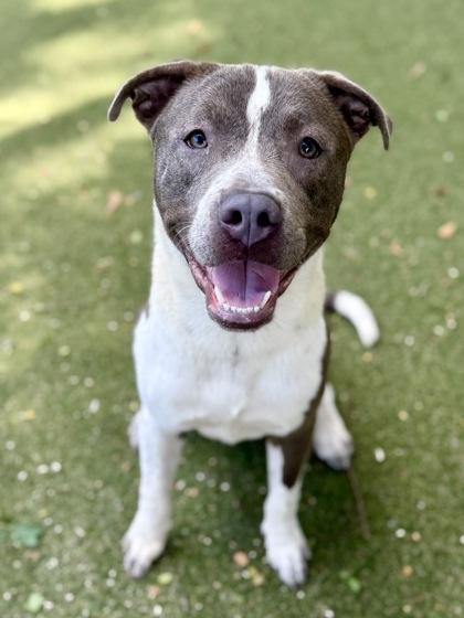 Fuji, a Adoptable mixed breed in Picayune, MS image 2/3