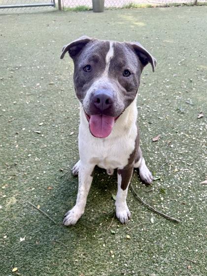 Fuji, a Adoptable mixed breed in Picayune, MS image 3/3