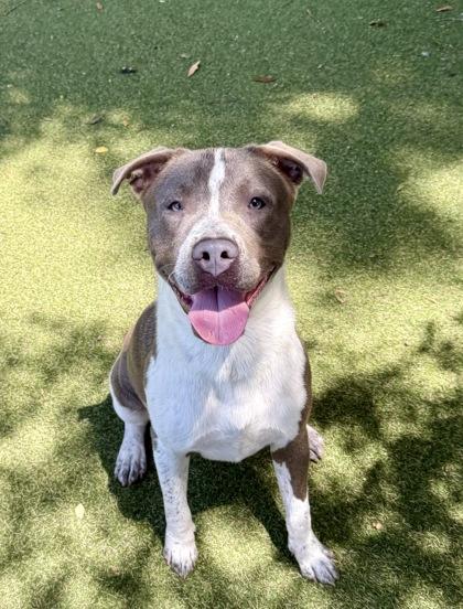 Enlarge Fuji, a Adoptable mixed breed in Picayune, MS image 3/3
