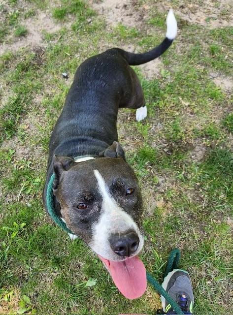 Skylar, ADOPTABLE, Adult Female Pit Bull Terrier.