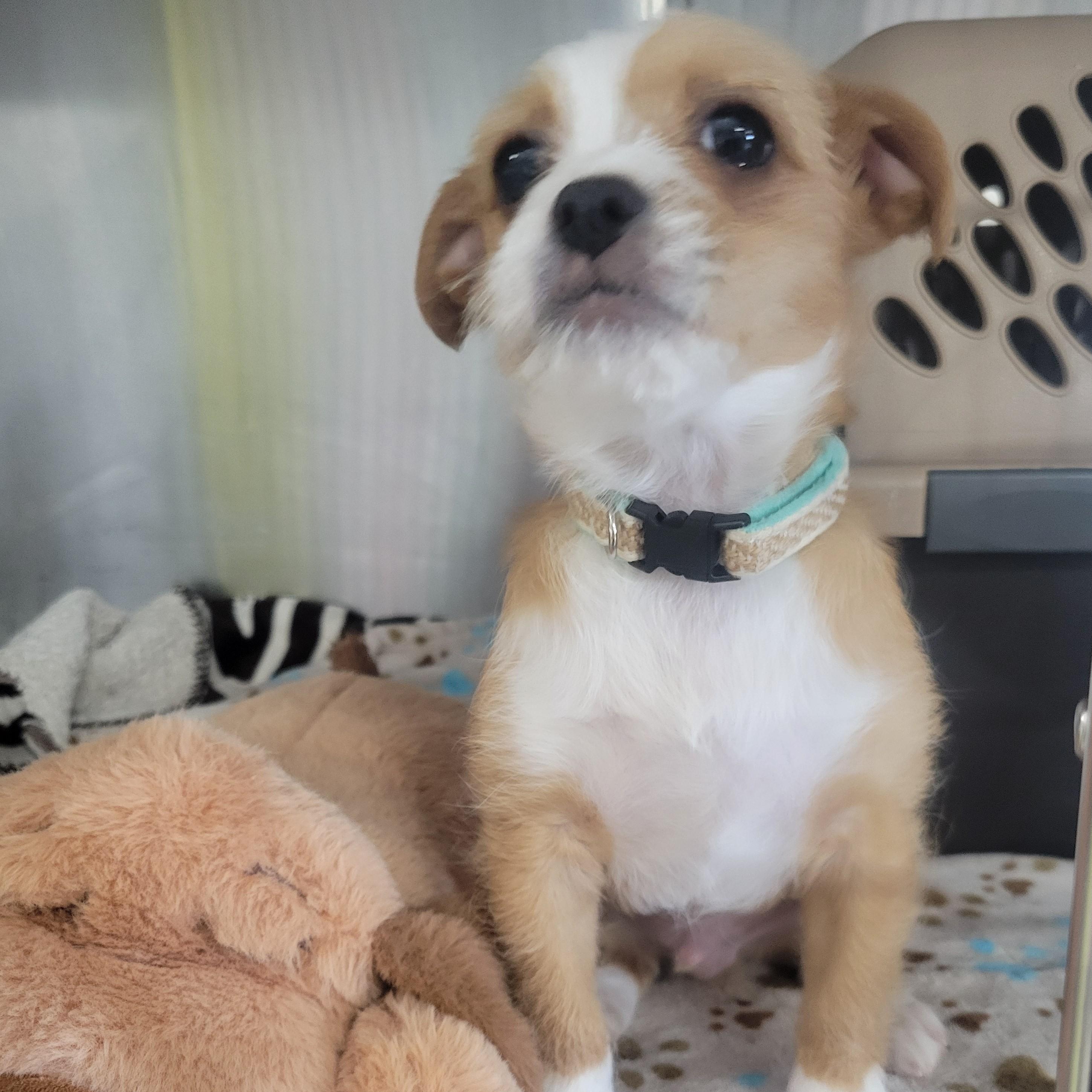 Russell — thumbnail 2