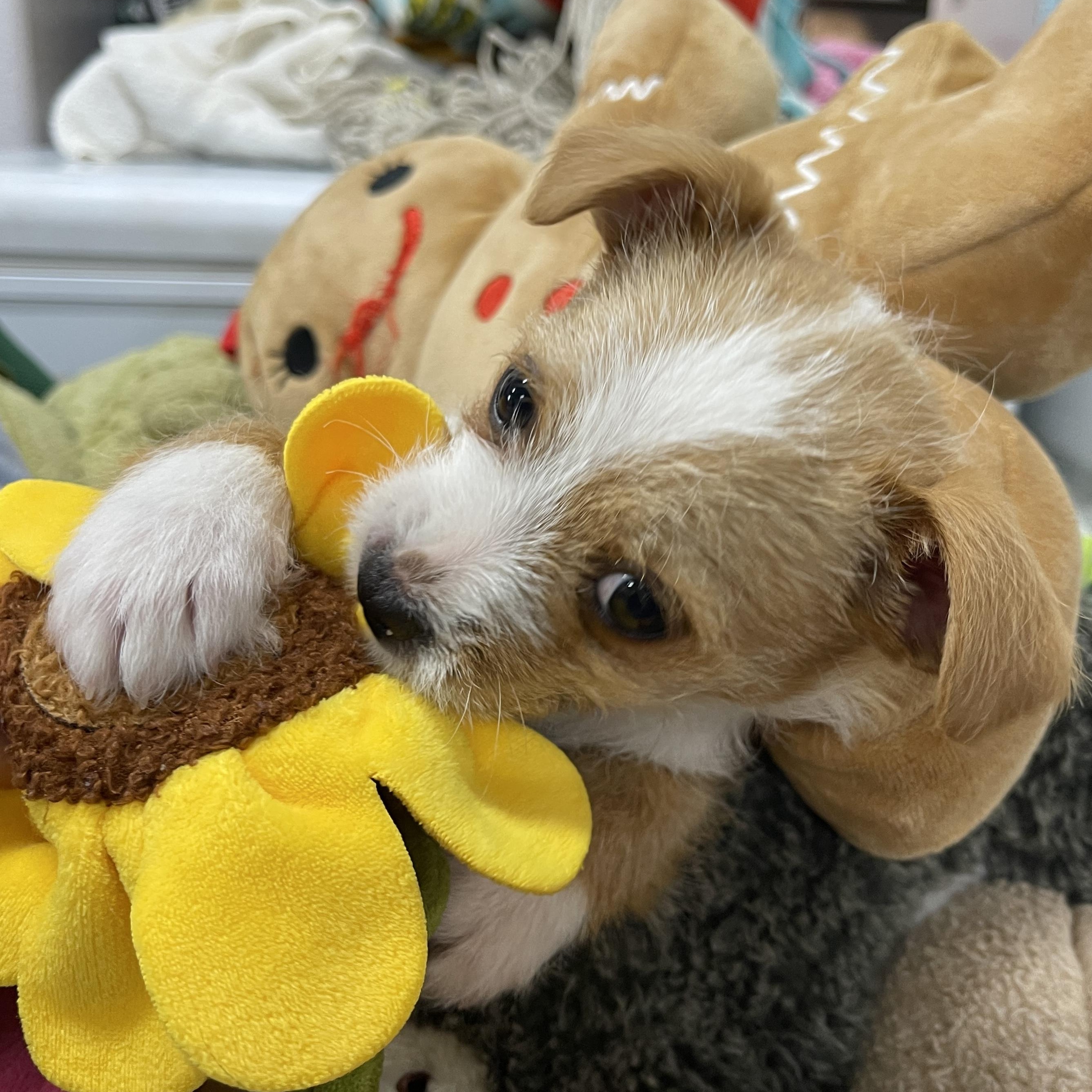 Russell — thumbnail 3