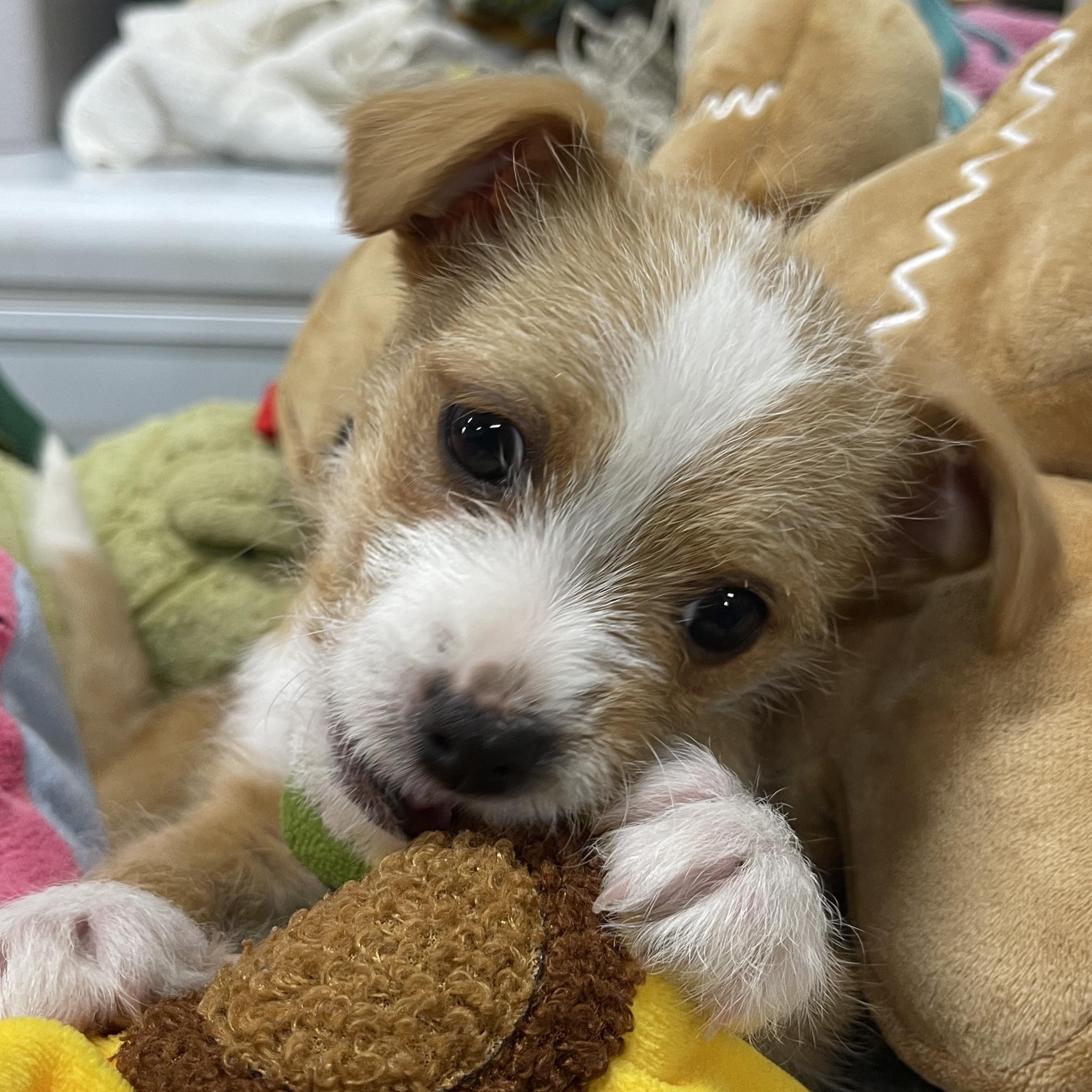 Russell — thumbnail 4