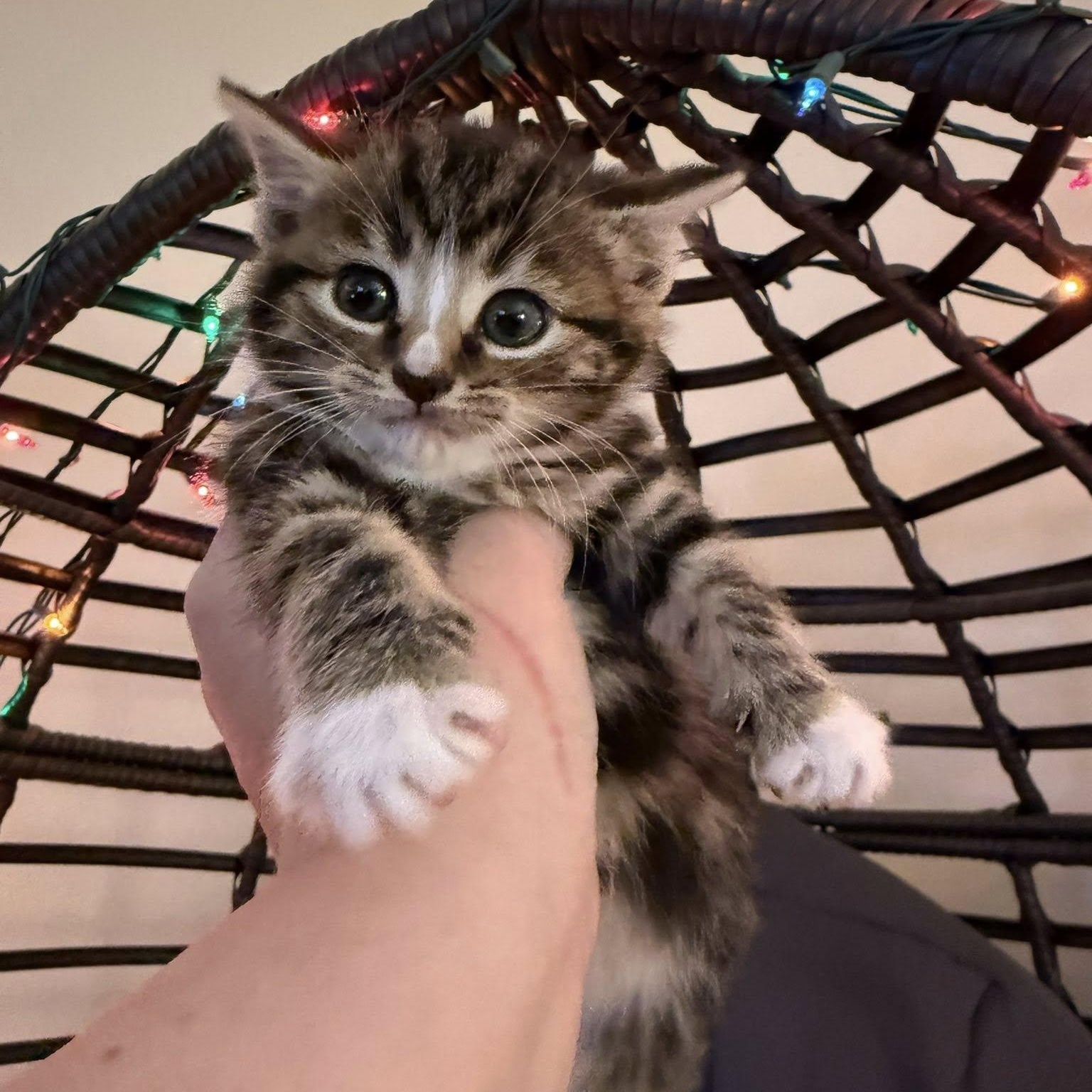 Fiona, an adopted Domestic Short Hair in Fairfax Station, VA image 1/3