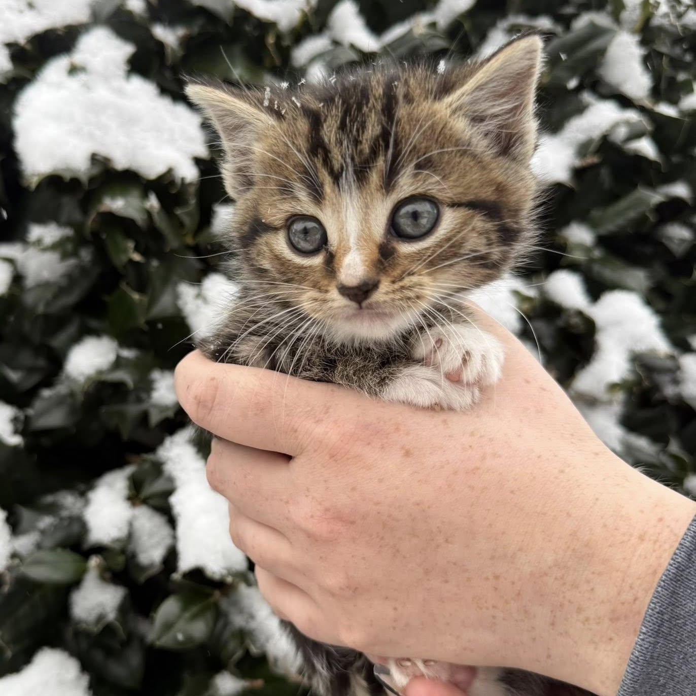Fiona, an adopted Domestic Short Hair in Fairfax Station, VA image 2/3
