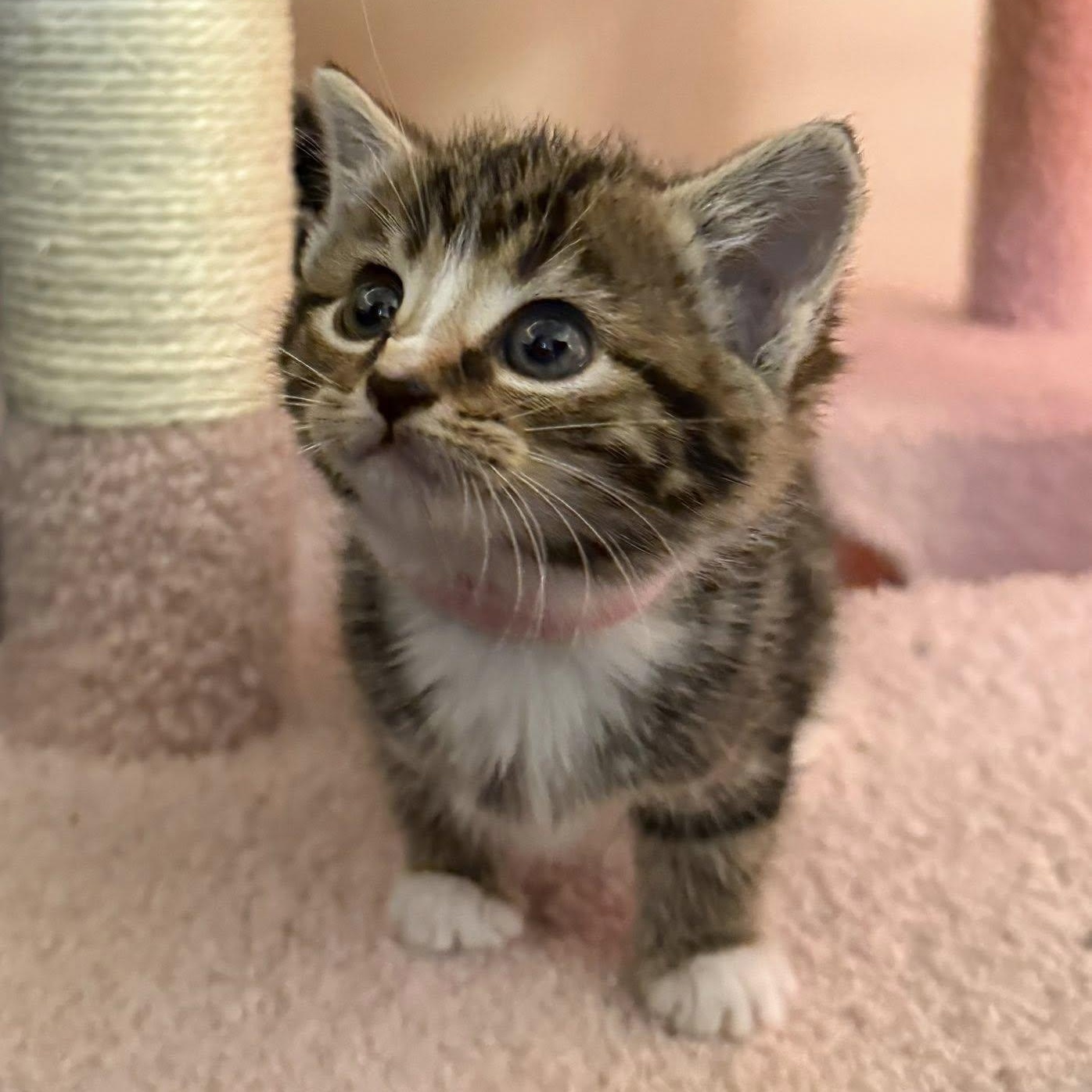 Fiona, an adopted Domestic Short Hair in Fairfax Station, VA image 3/3