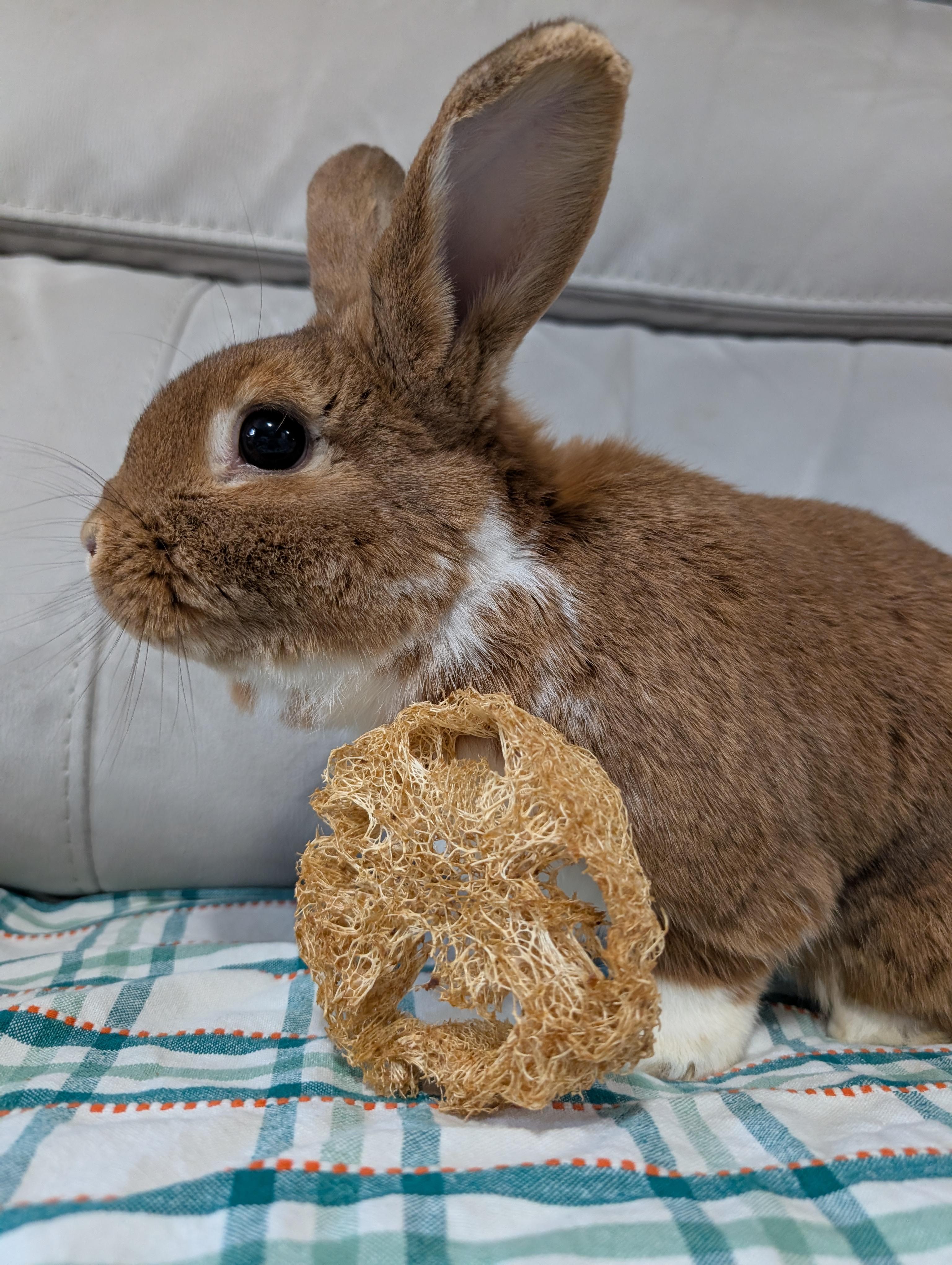 Kirby, adopted, Adult Female Bunny Rabbit.