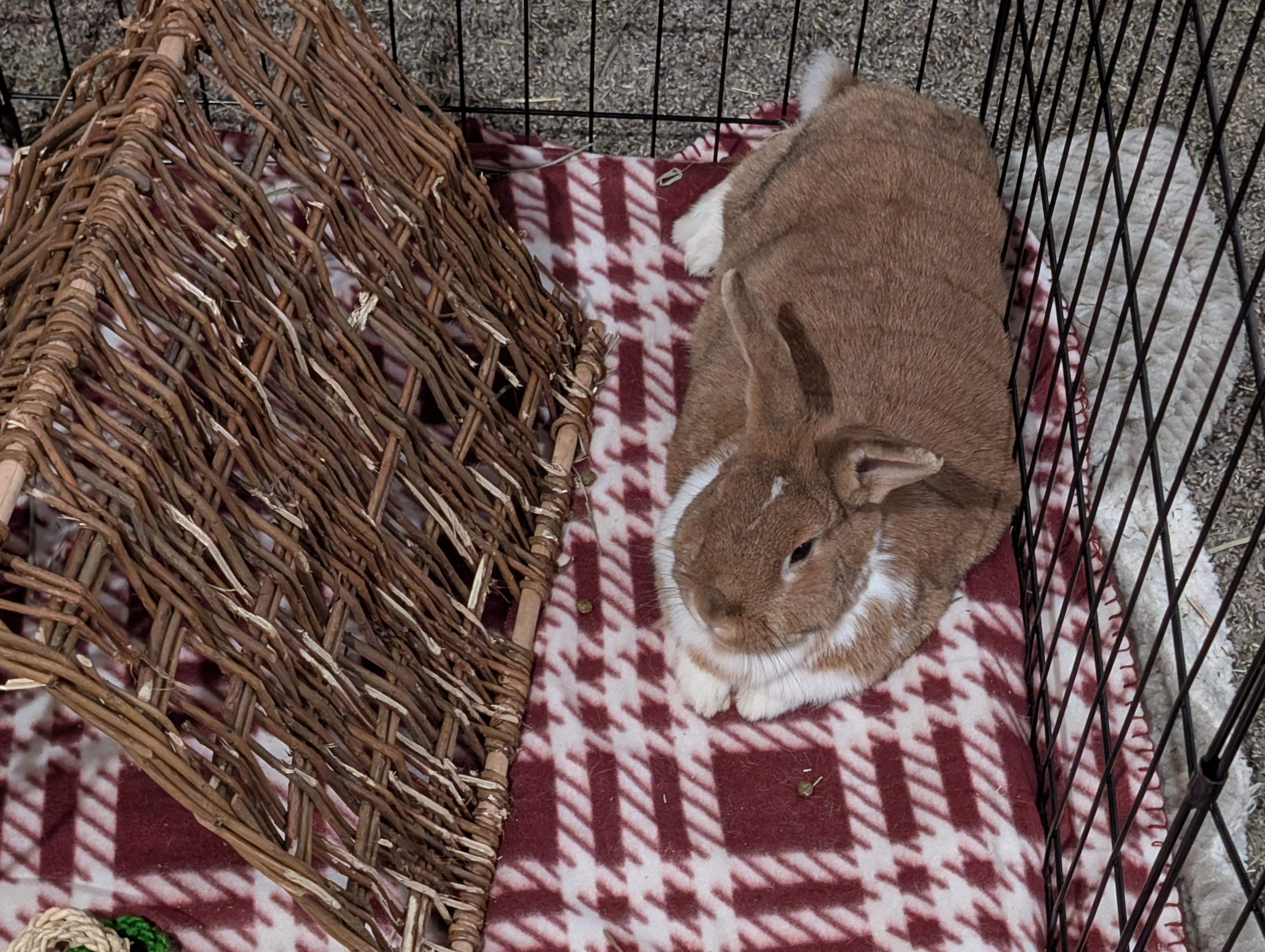 Enlarge Kirby, an adopted mixed breed in Canal Fulton, OH image 2/6