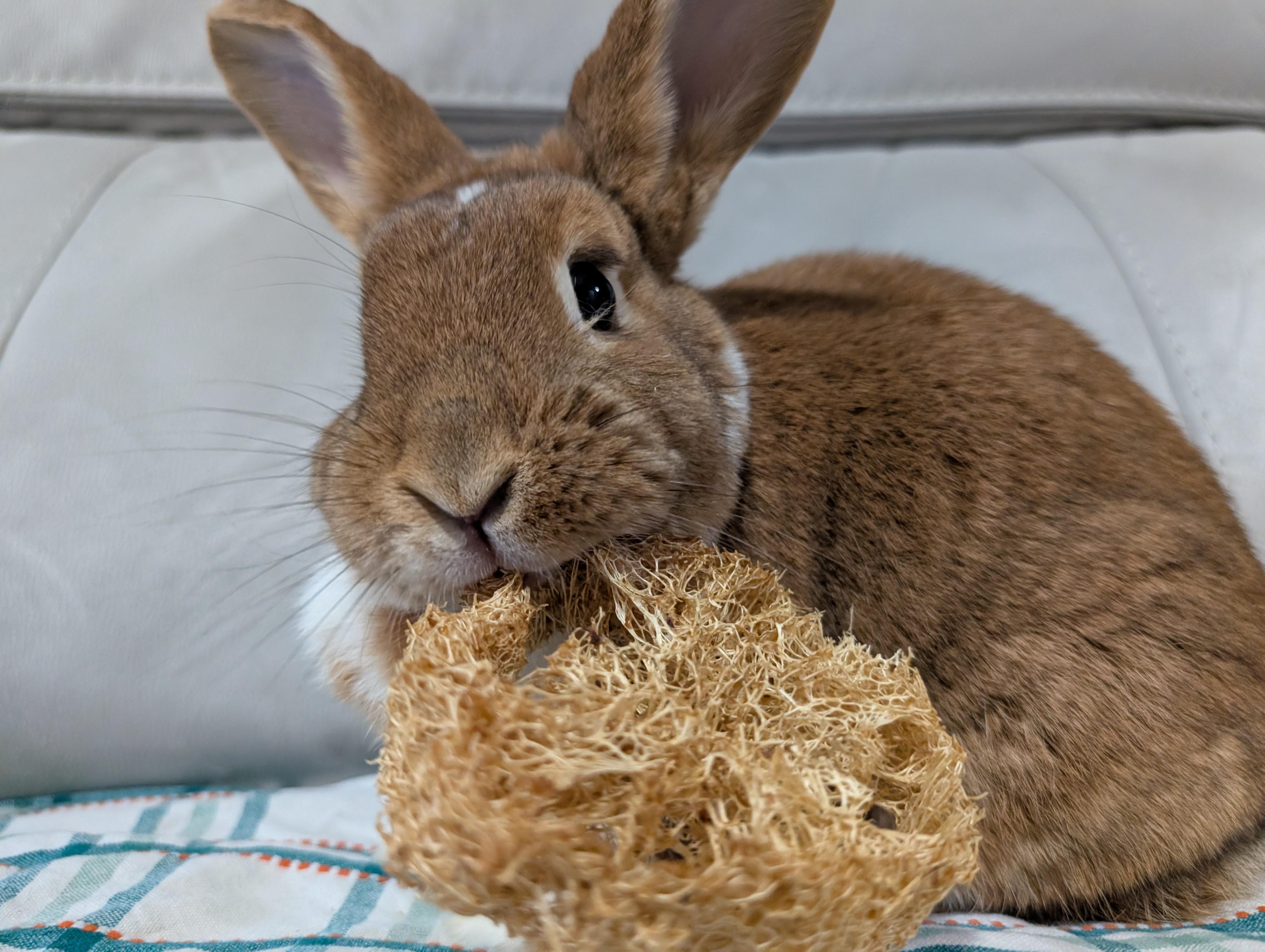 Enlarge Kirby, an adopted mixed breed in Canal Fulton, OH image 3/6