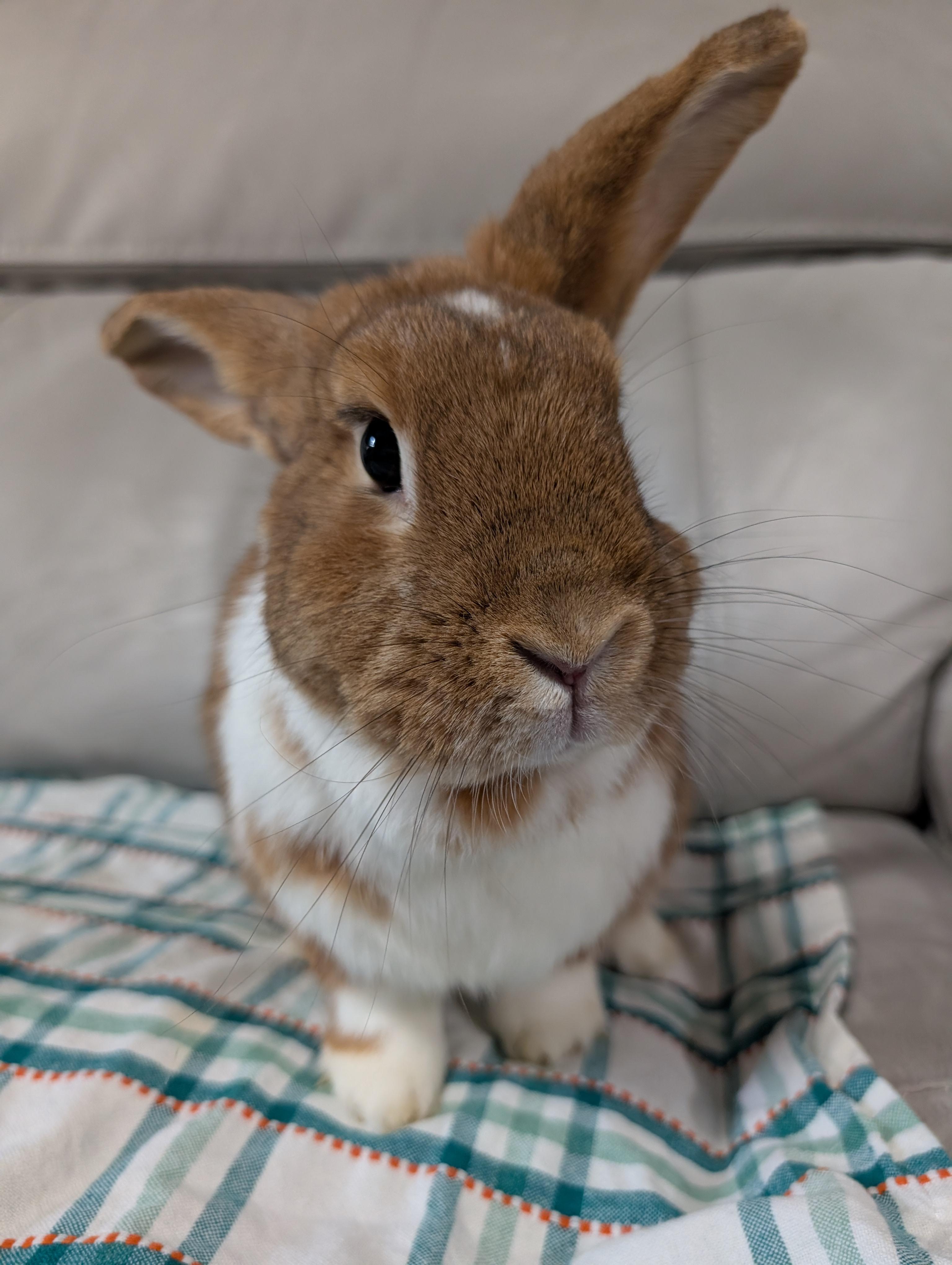 Enlarge Kirby, an adopted mixed breed in Canal Fulton, OH image 4/6