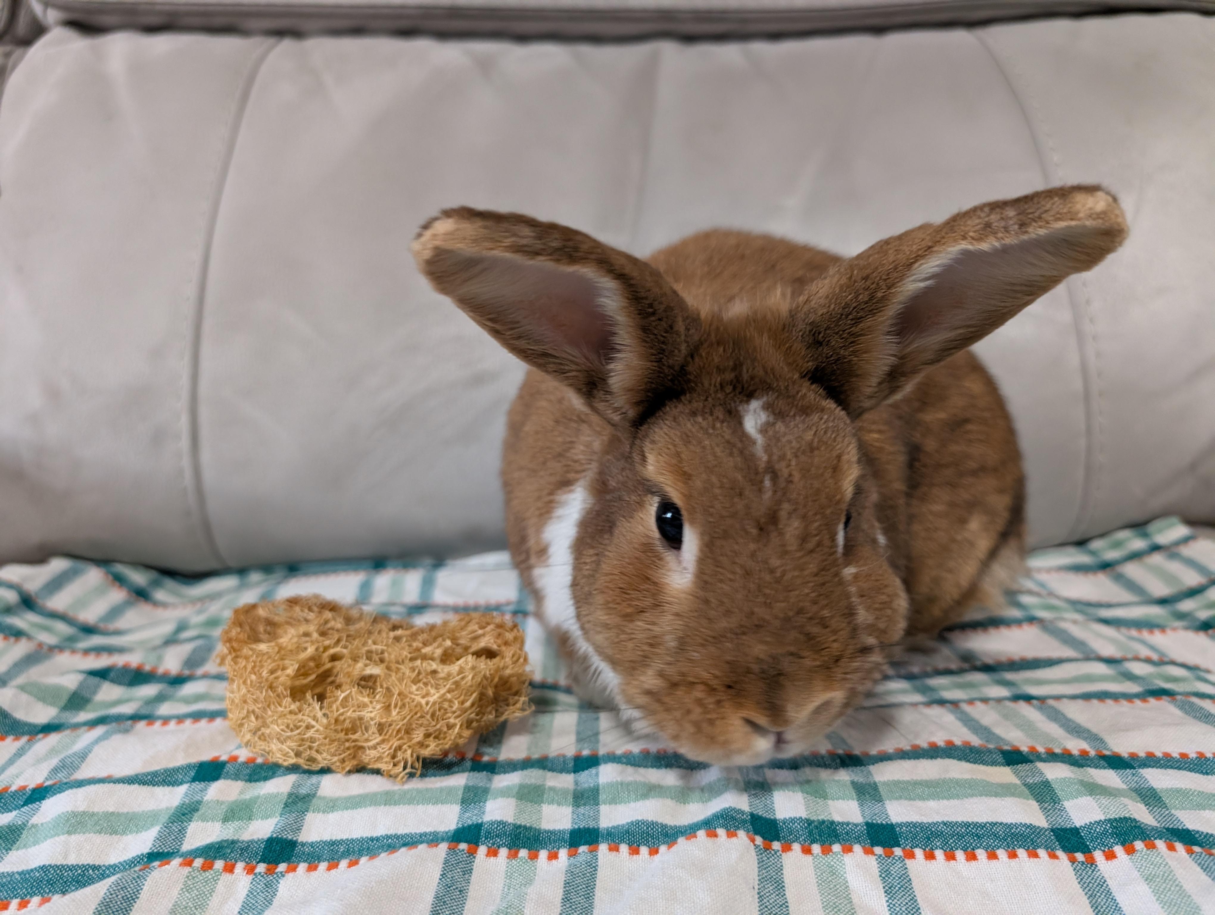 Enlarge Kirby, an adopted mixed breed in Canal Fulton, OH image 6/6