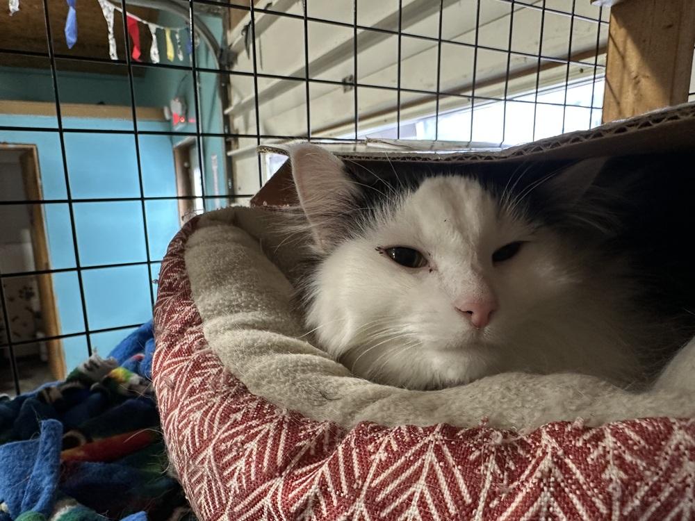 Enlarge Lil Bit, a Adoptable Domestic Long Hair in Germantown, OH image 2/3