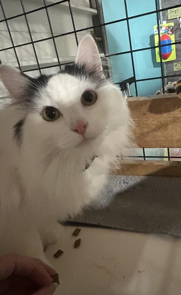 Enlarge Lil Bit, a Adoptable Domestic Long Hair in Germantown, OH image 3/3