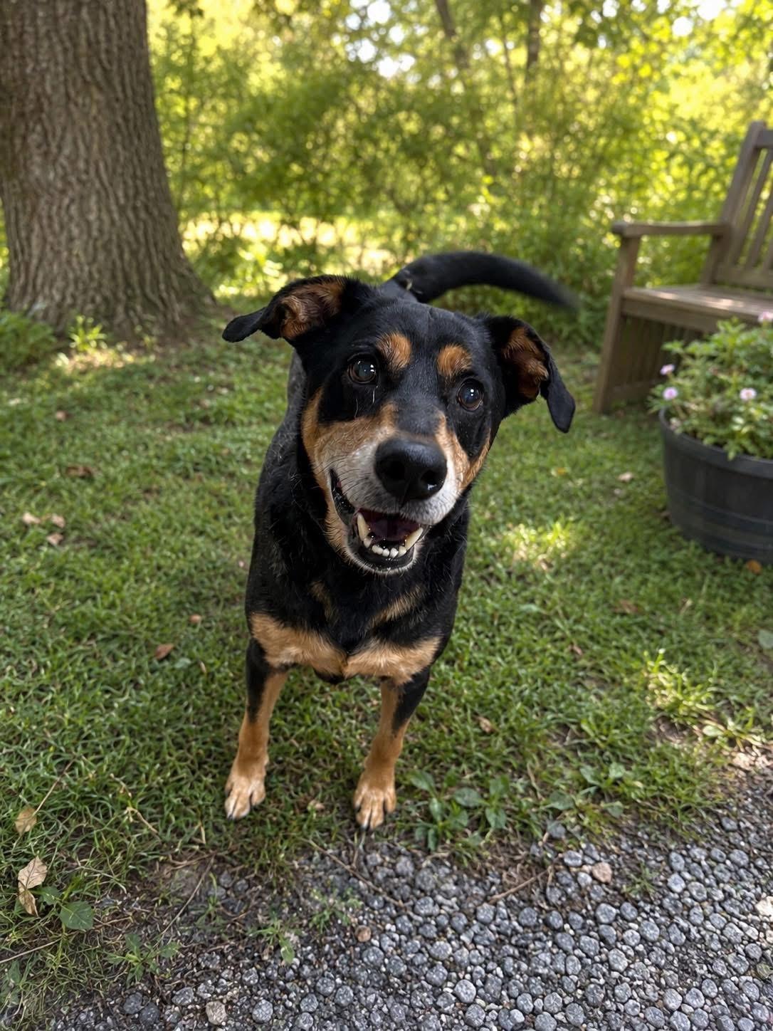 Levi, ADOPTABLE, Senior Male German Shepherd Dog.