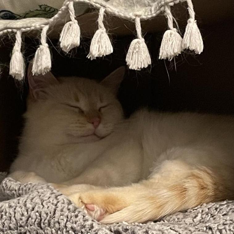 Lupita, Adoptable, Adult Female Domestic Short Hair.