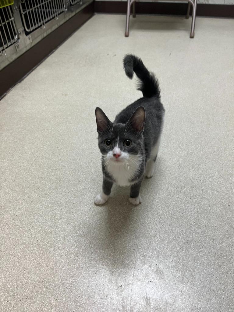 Enlarge Marsh, a Adopted mixed breed in Utica, MI image 1/2