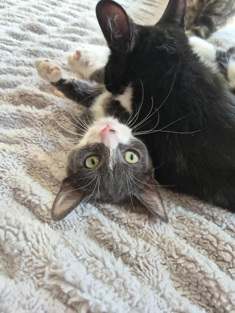 Enlarge Marsh, a Adopted mixed breed in Utica, MI image 2/2