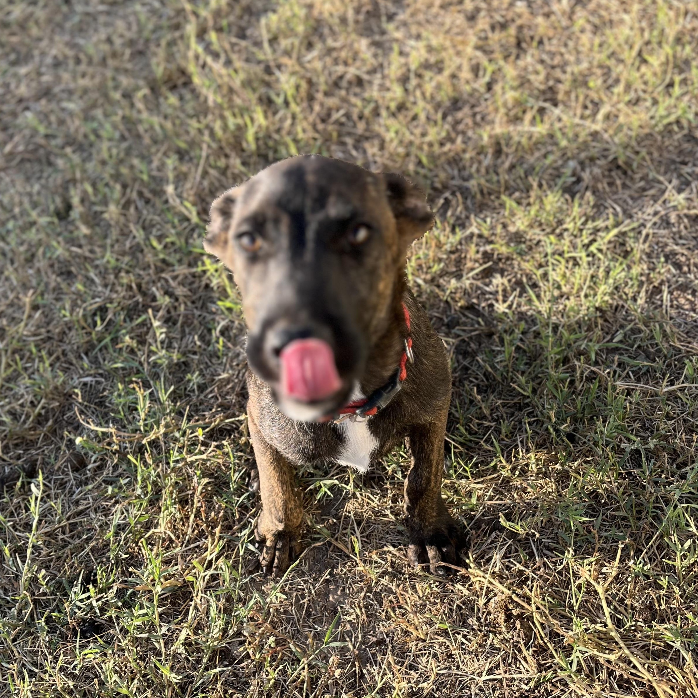 Gavin-URGENT 2 week foster needed