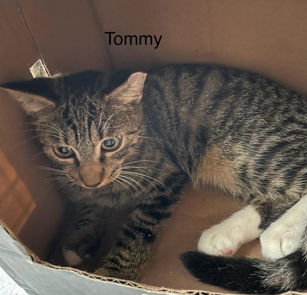 Tommy, Adoptable, Young Female Domestic Short Hair.