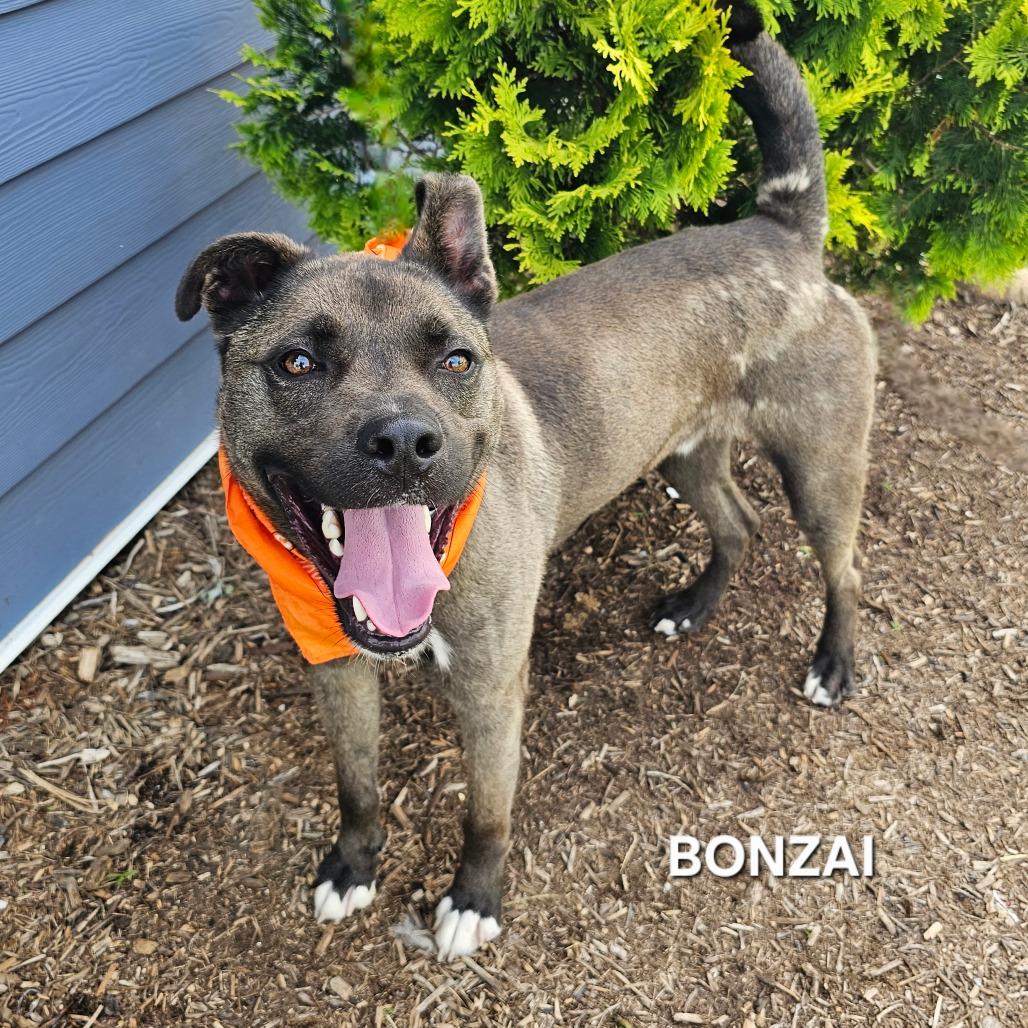 Bonzai, Adoptable, Adult Male Labrador Retriever & Mixed Breed.