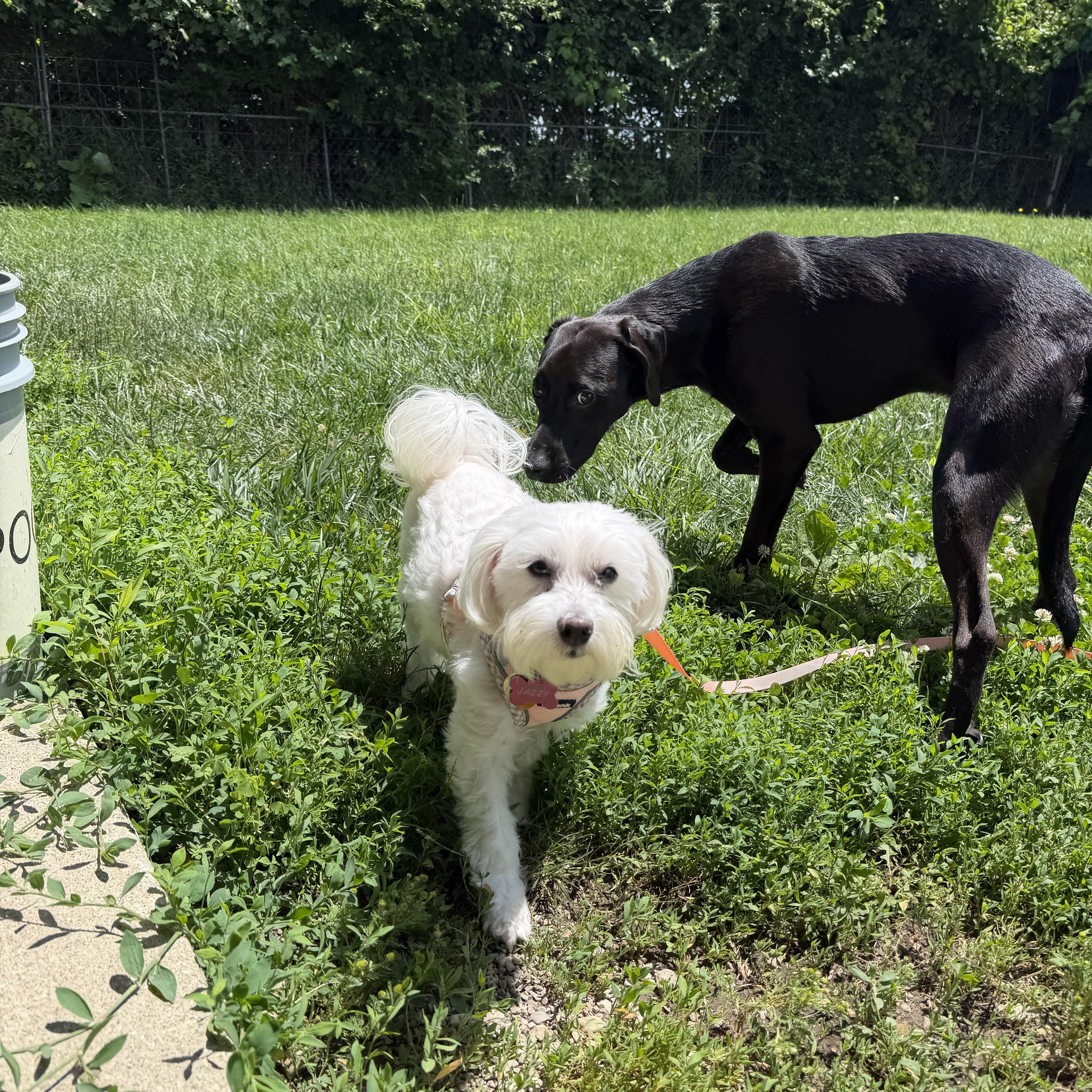 Jasmine AKA Jazzy, an adopted Maltese in Columbus, OH image 3/3