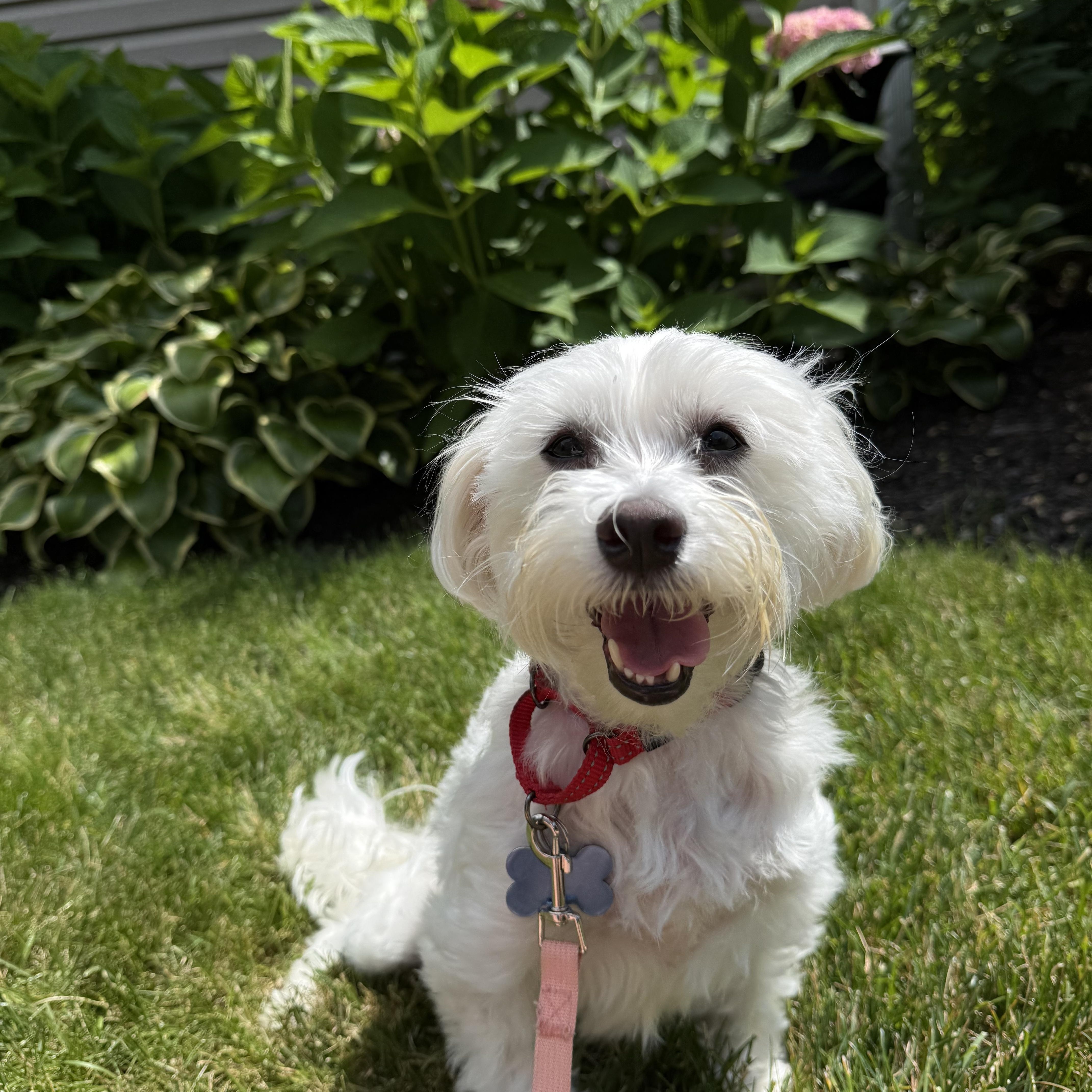 Jasmine AKA Jazzy, adopted, Adult Female Maltese.