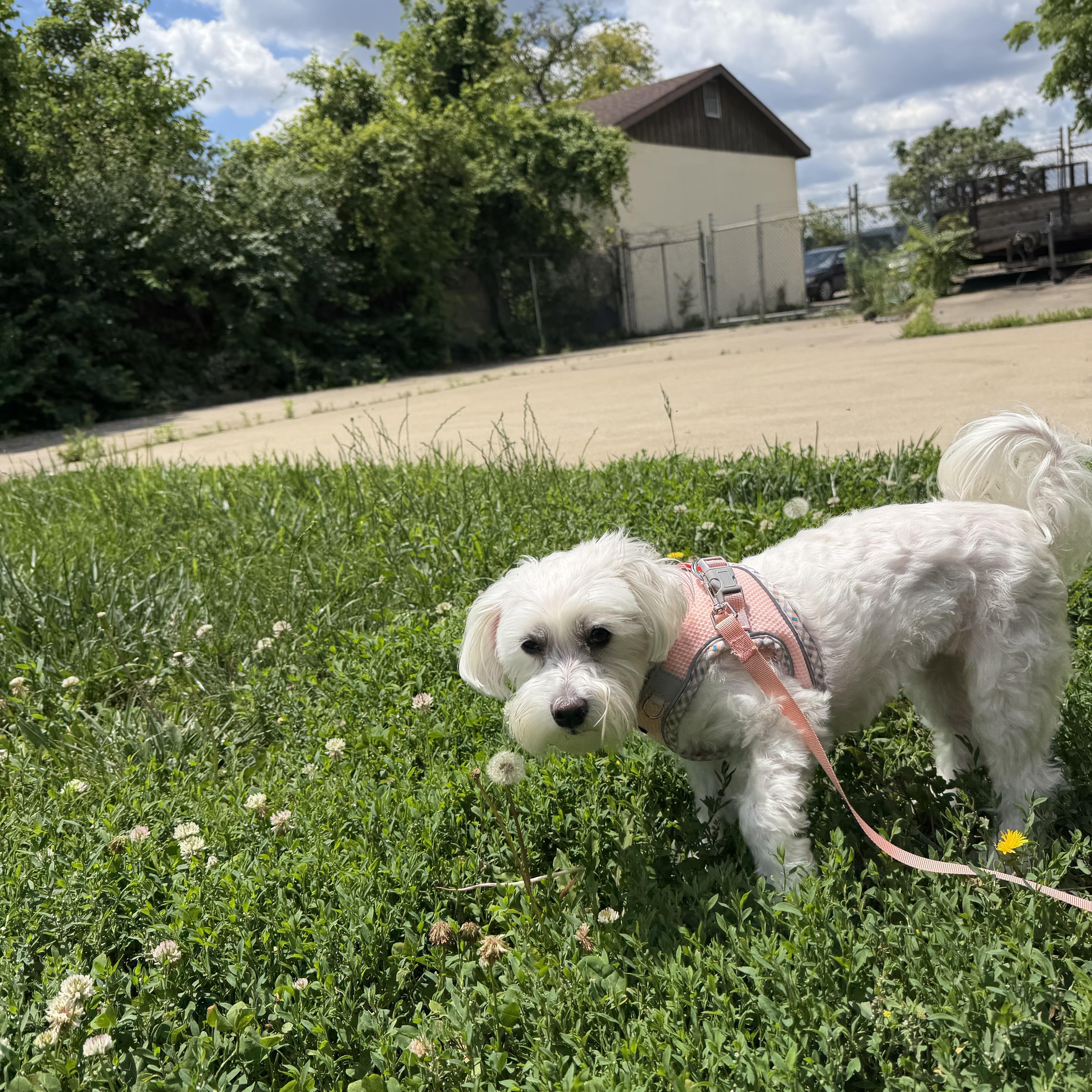 Jasmine AKA Jazzy, an adopted Maltese in Columbus, OH image 2/3