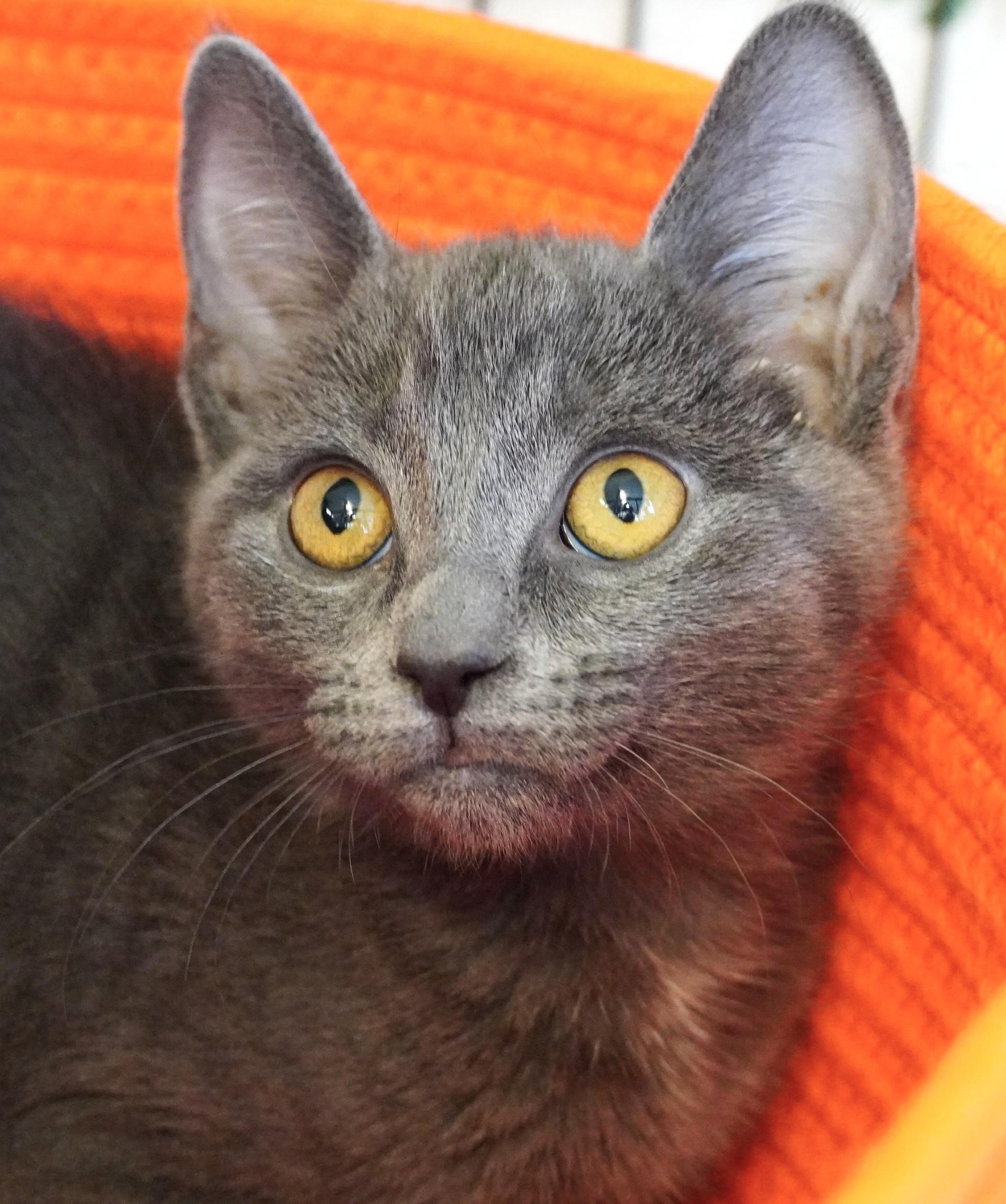 Macleod, Adoptable, Kitten Male Domestic Short Hair.