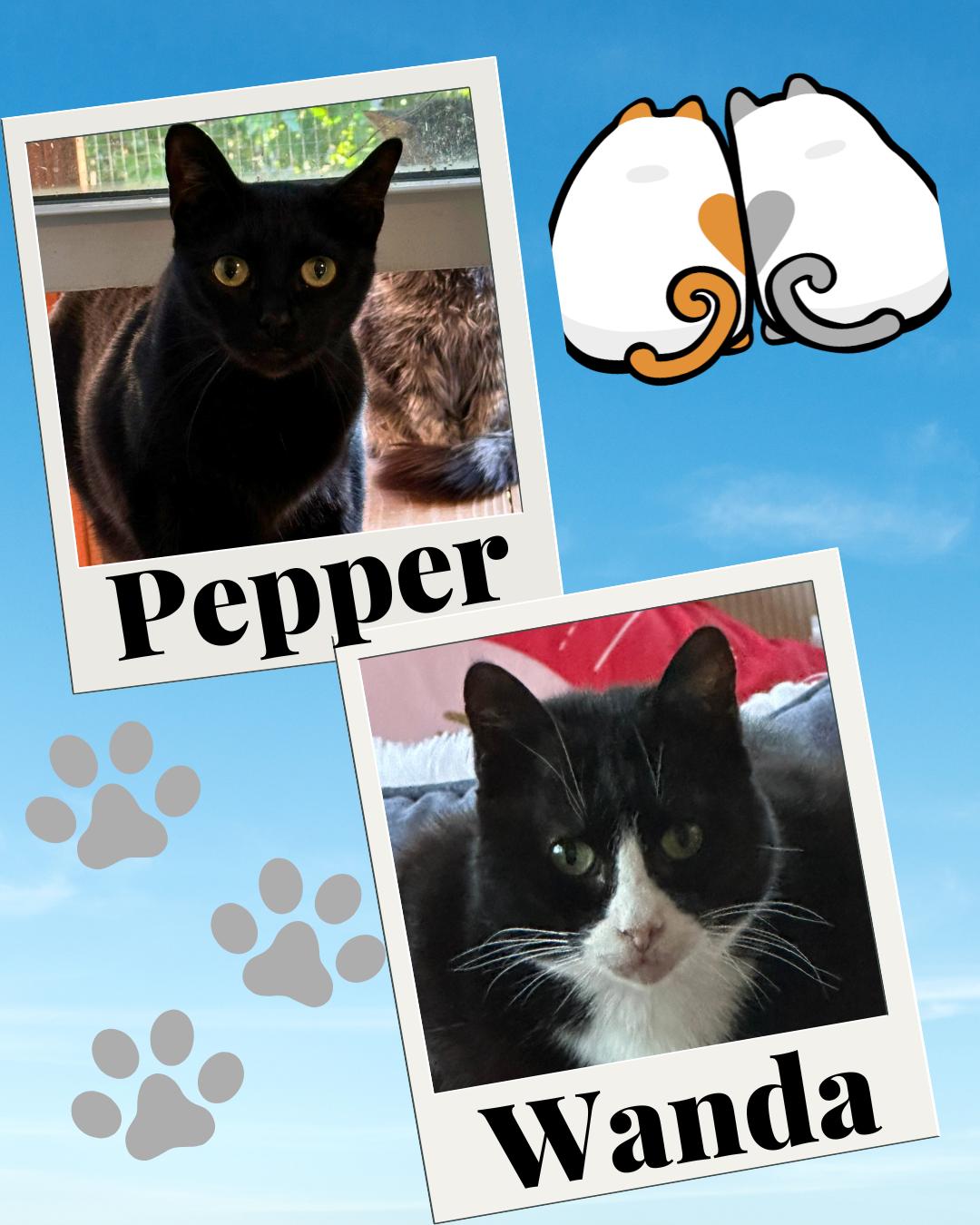 Enlarge Bonded Pair Wanda & Pepper, a Adoptable Domestic Short Hair in Dallas, TX image 1/1