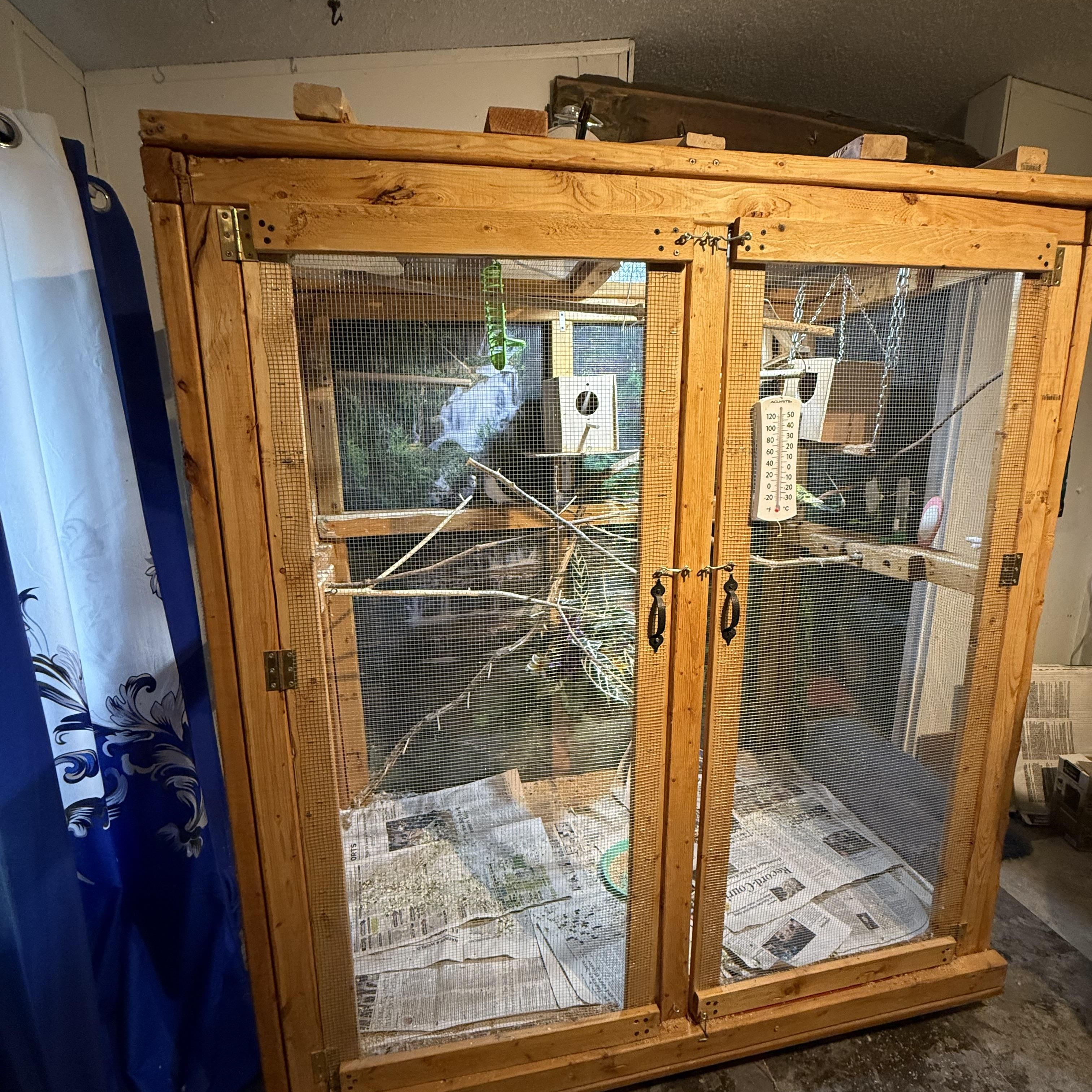 Parakeets, ADOPTABLE, Young Male Parakeet (Other).