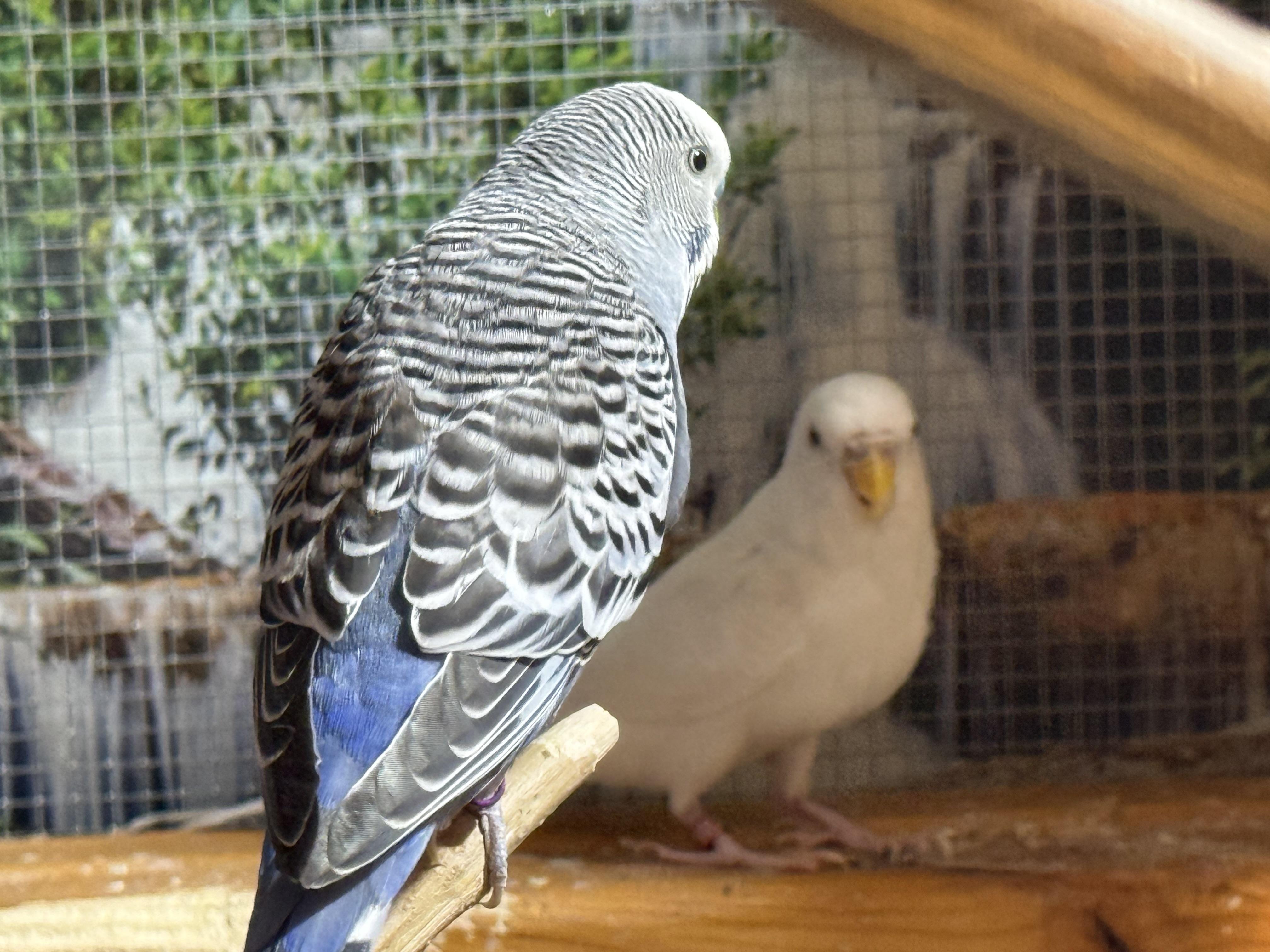 Enlarge Parakeets, a ADOPTABLE Parakeet (Other) in Atwater, OH image 3/6