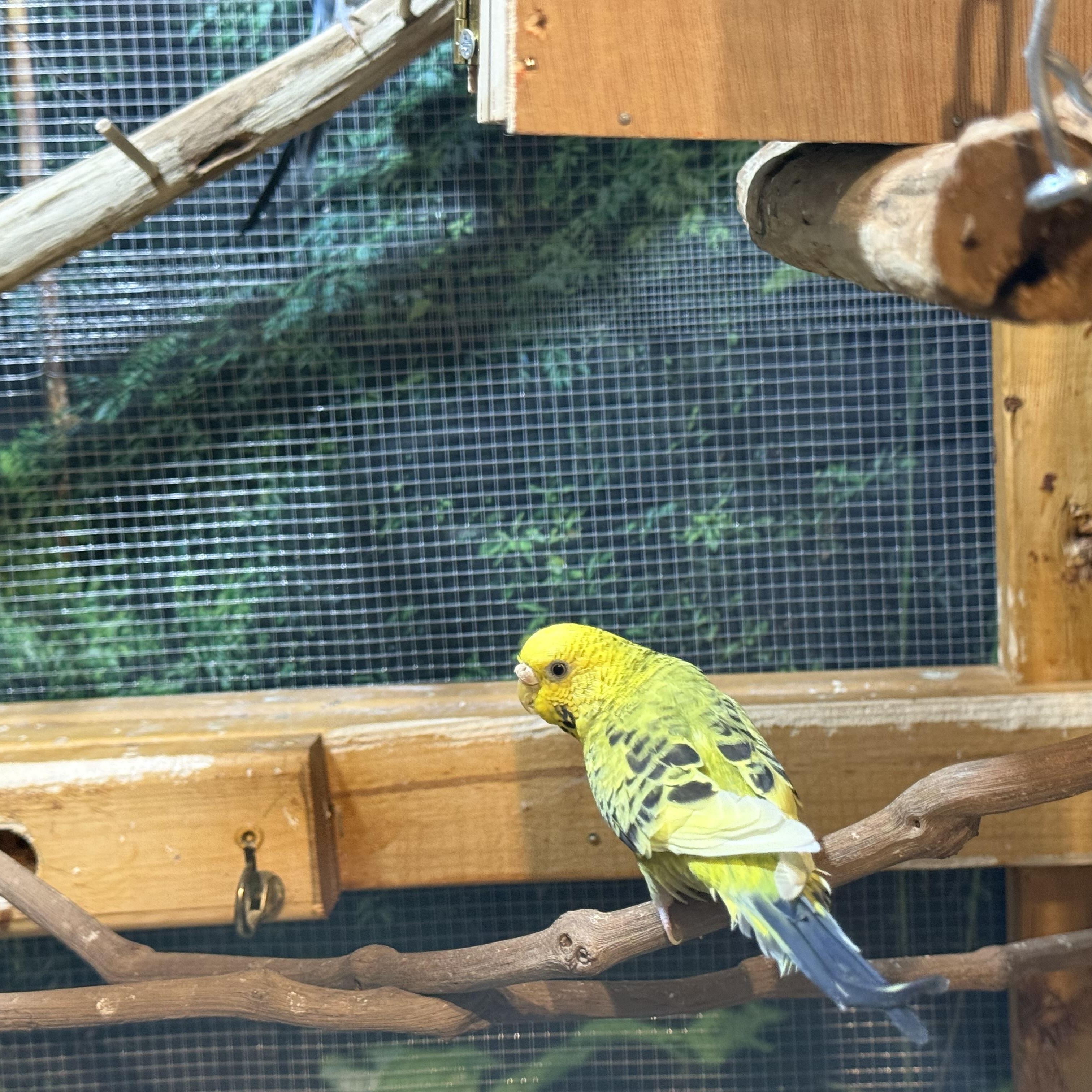 Enlarge Parakeets, a ADOPTABLE Parakeet (Other) in Atwater, OH image 2/6
