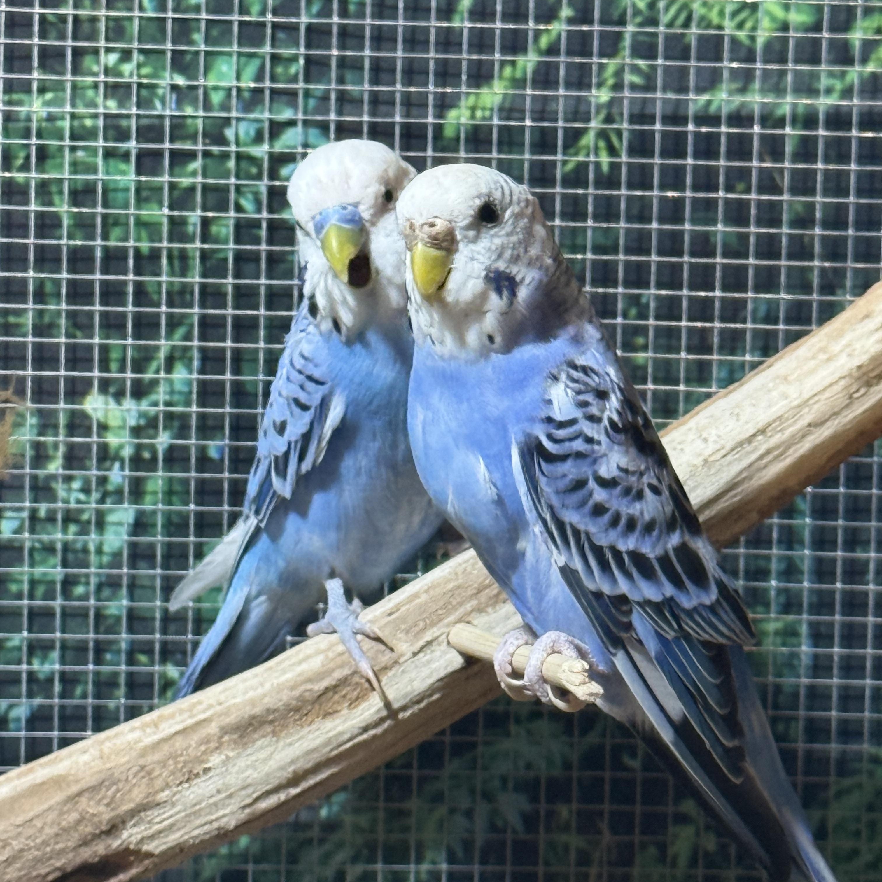 Enlarge Parakeets, a ADOPTABLE Parakeet (Other) in Atwater, OH image 4/6