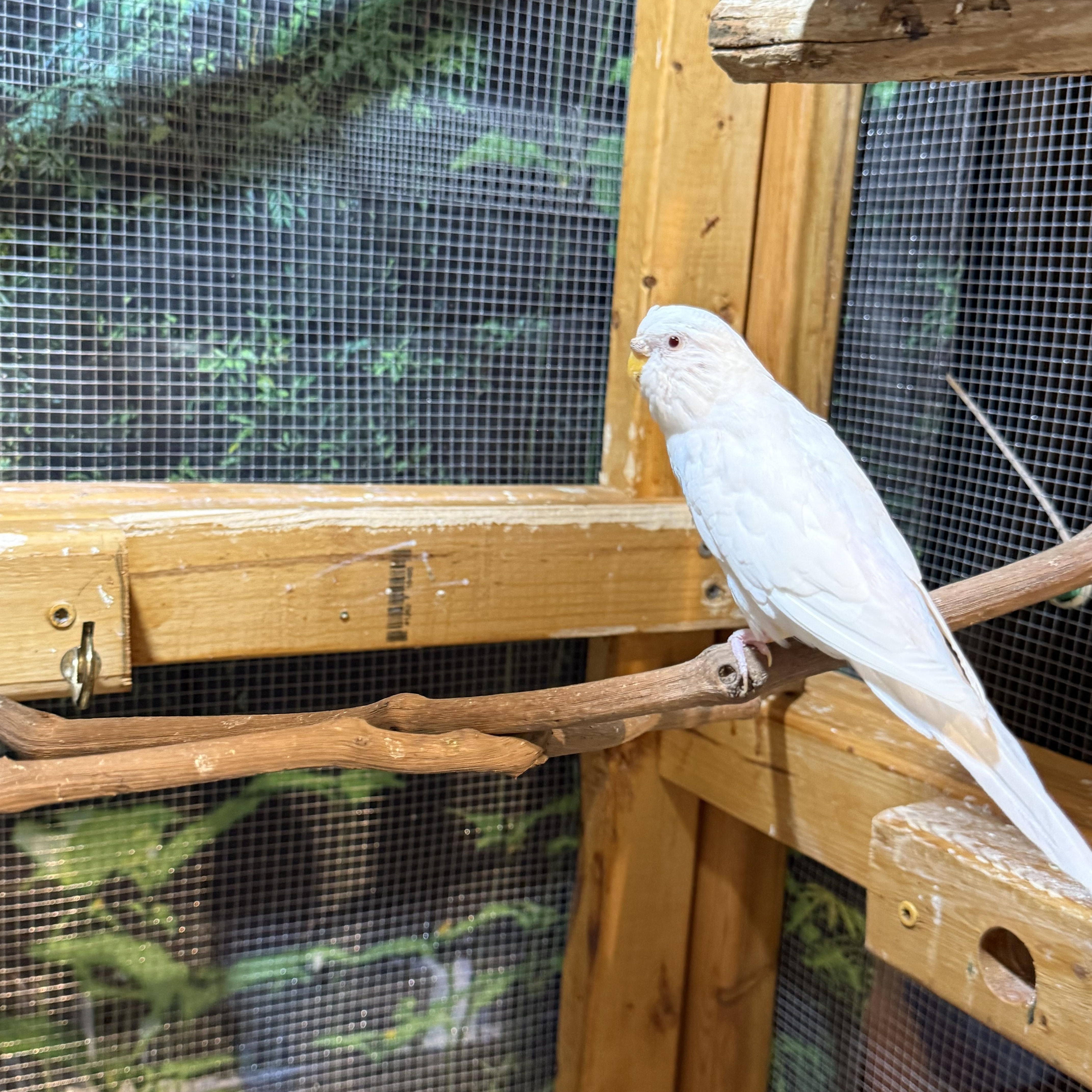 Enlarge Parakeets, a ADOPTABLE Parakeet (Other) in Atwater, OH image 6/6