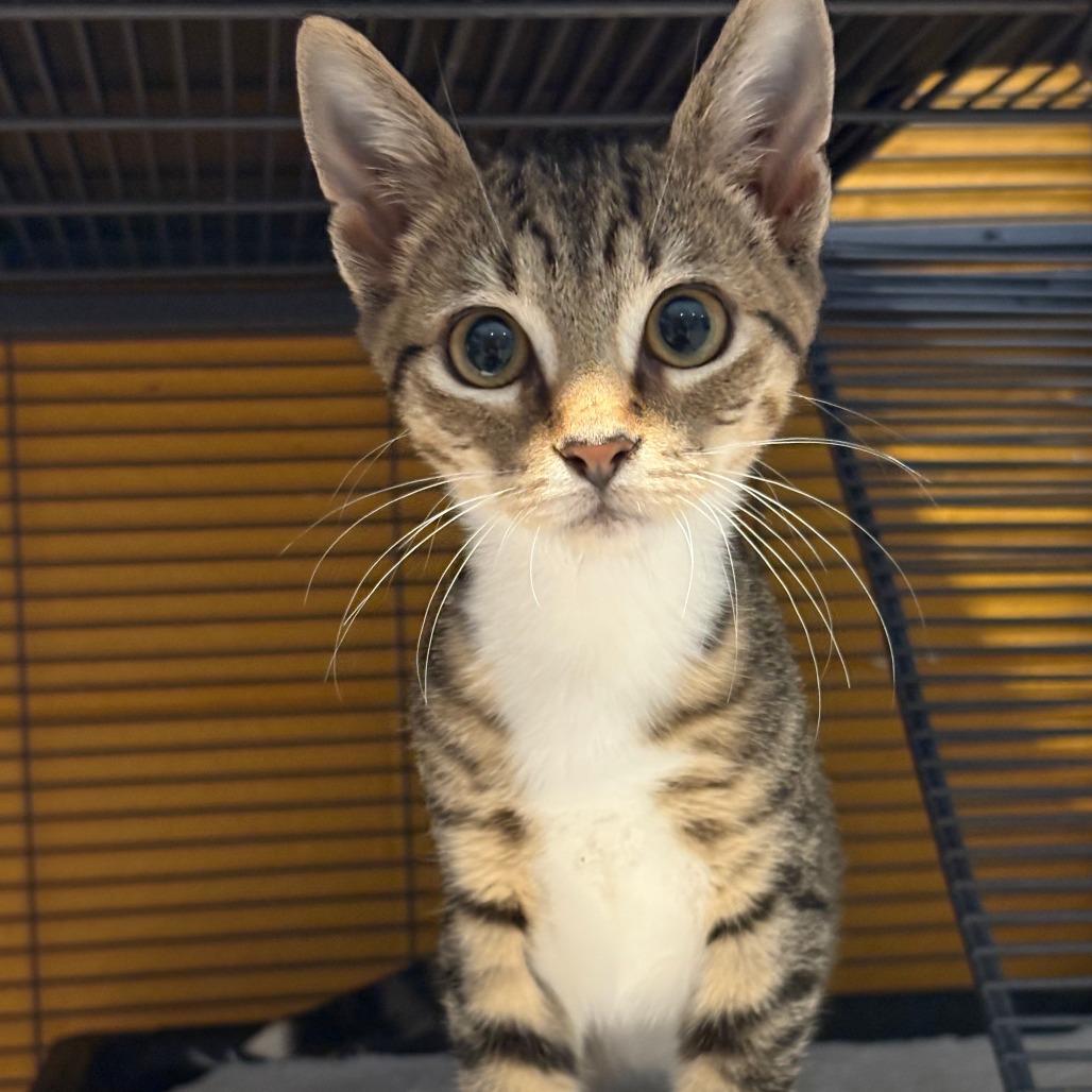 Enlarge Jubilee, a Adoptable Domestic Short Hair in Chesapeake, VA image 1/1