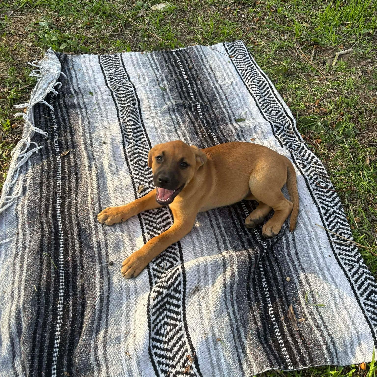 Enlarge Hutto TX Ranch Puppies, a Adoptable mixed breed in Lockhart, TX image 3/6