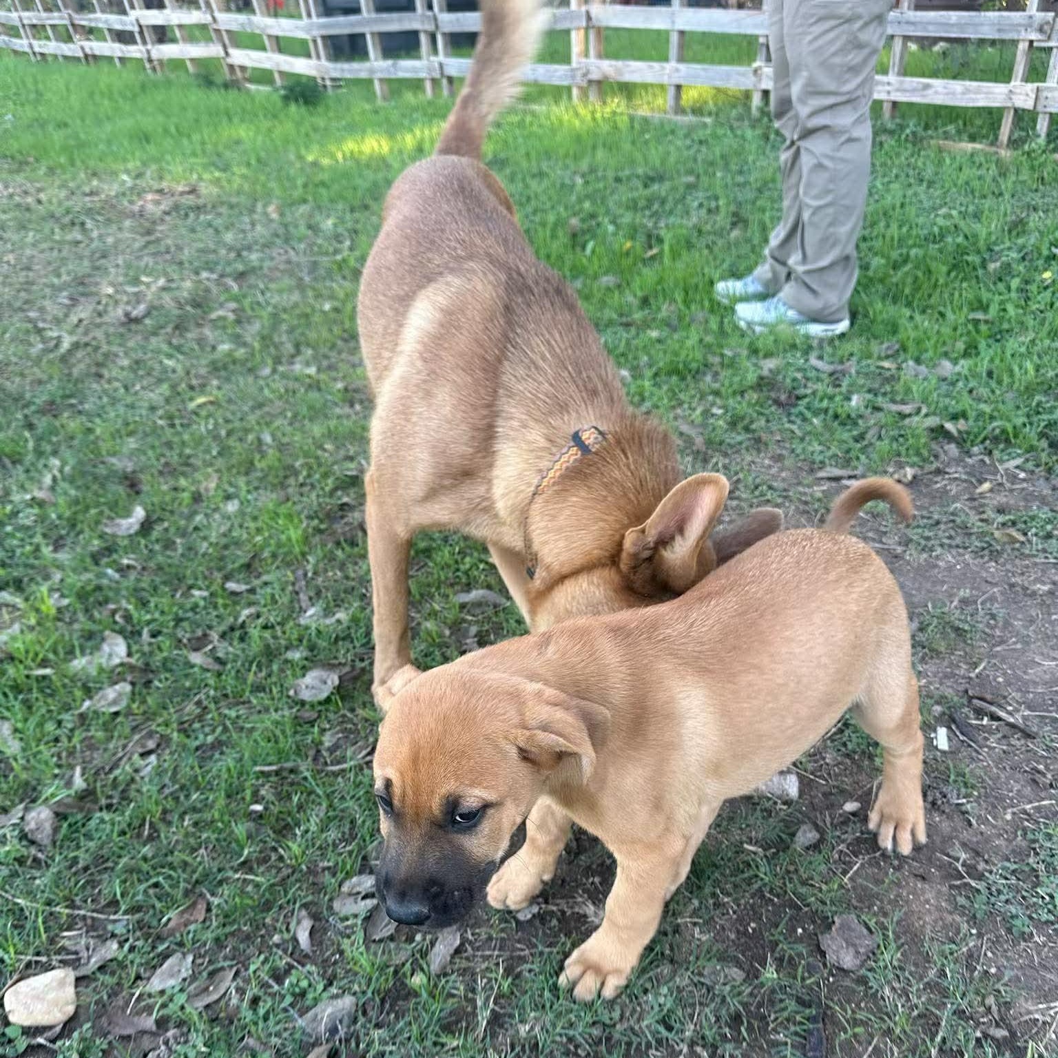 Enlarge Hutto TX Ranch Puppies, a Adoptable mixed breed in Lockhart, TX image 4/6