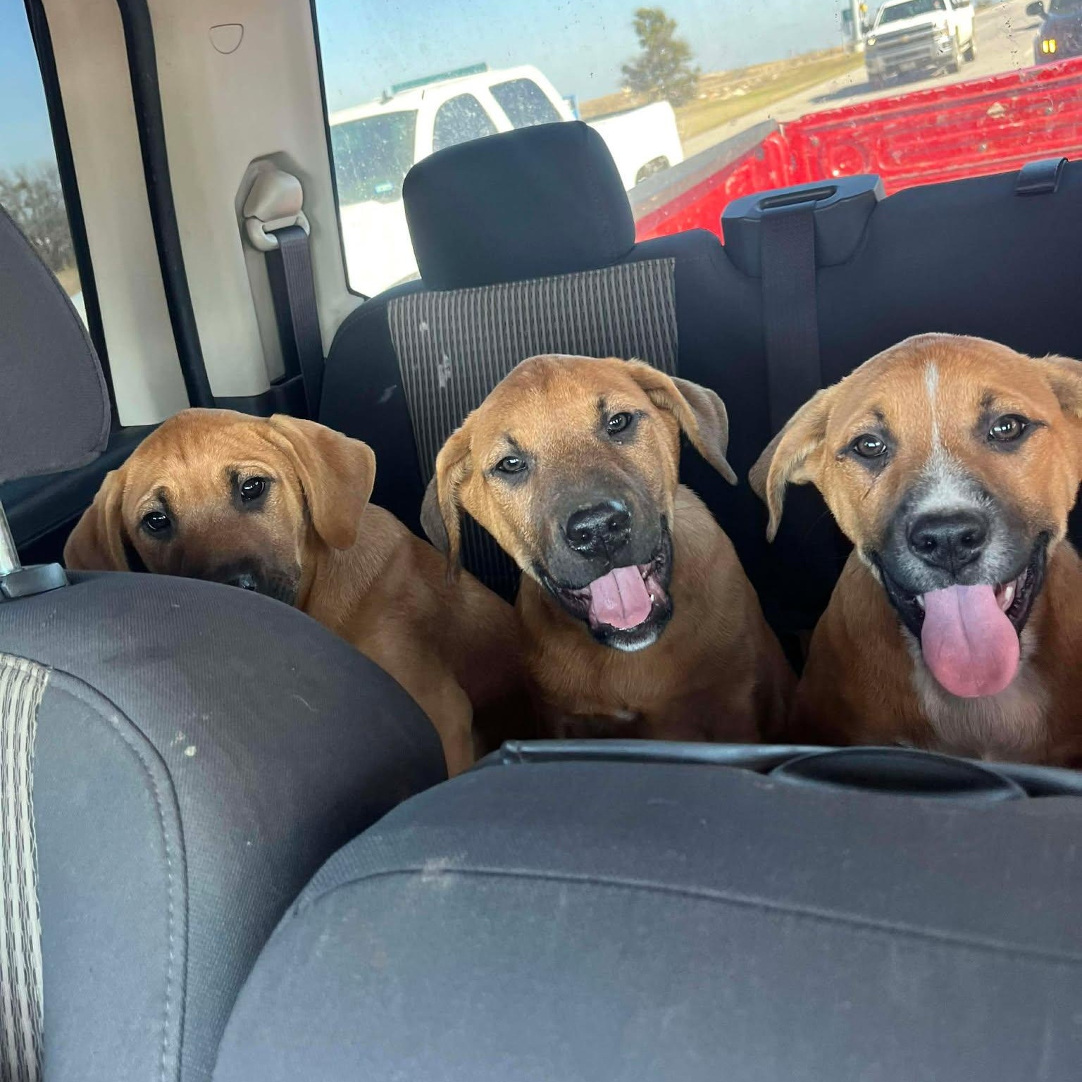 Enlarge Hutto TX Ranch Puppies, a Adoptable mixed breed in Lockhart, TX image 1/6