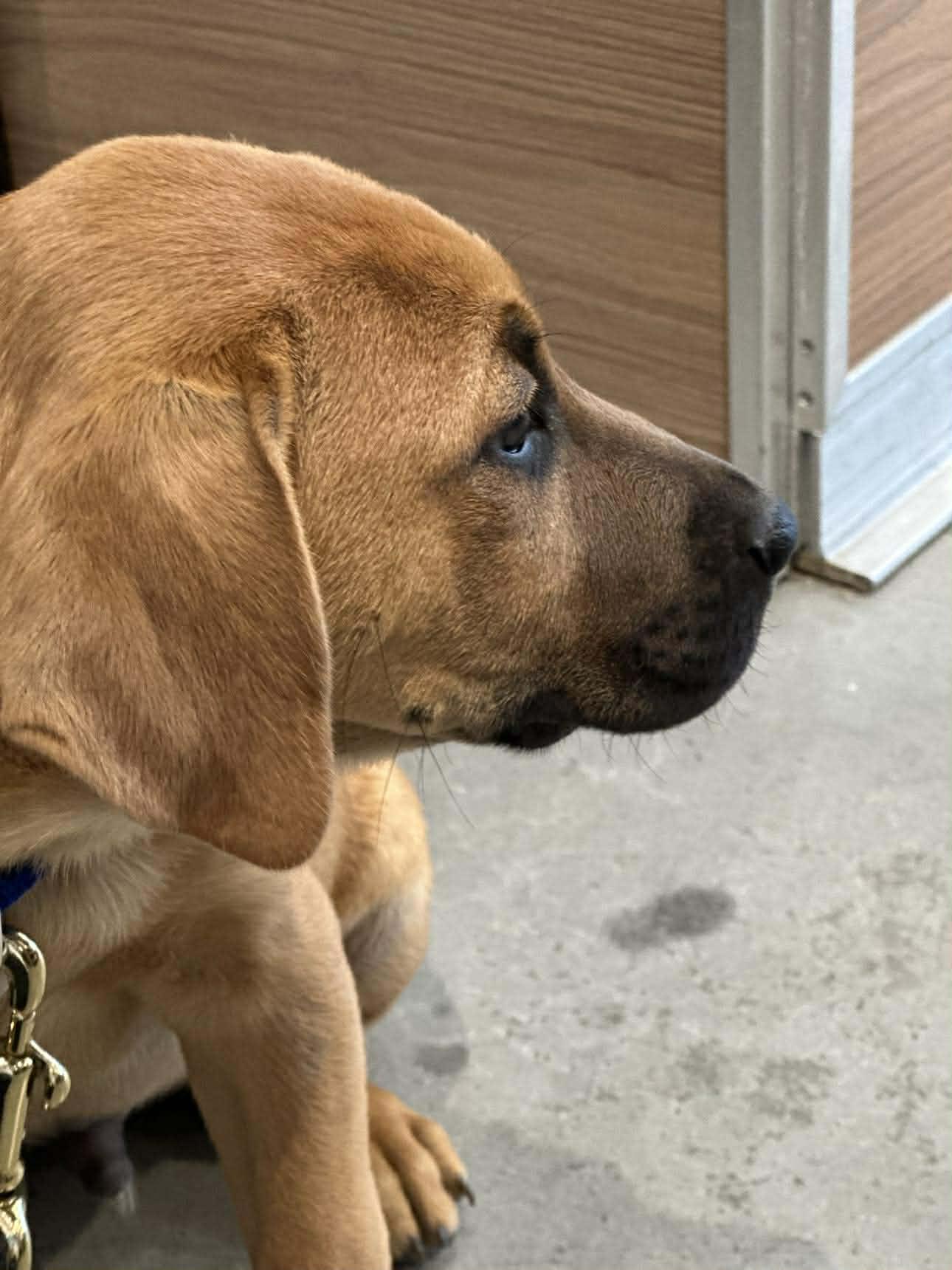 Enlarge Hutto TX Ranch Puppies, a Adoptable mixed breed in Lockhart, TX image 5/6