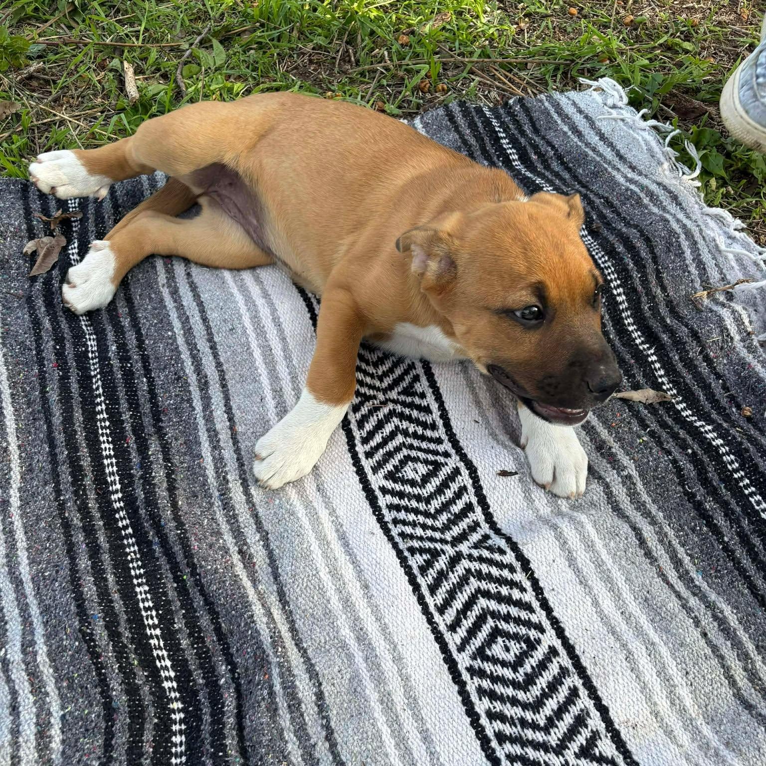 Enlarge Hutto TX Ranch Puppies, a Adoptable mixed breed in Lockhart, TX image 1/6