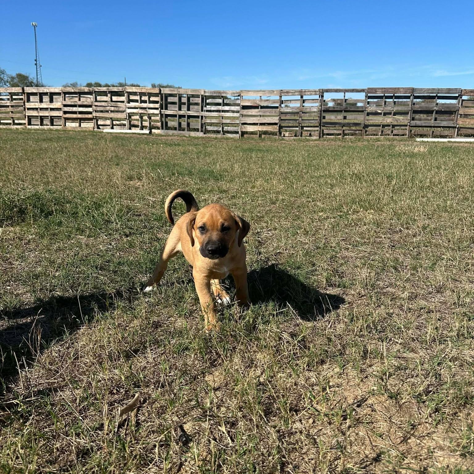 Enlarge Hutto TX Ranch Puppies, a Adoptable mixed breed in Lockhart, TX image 5/6