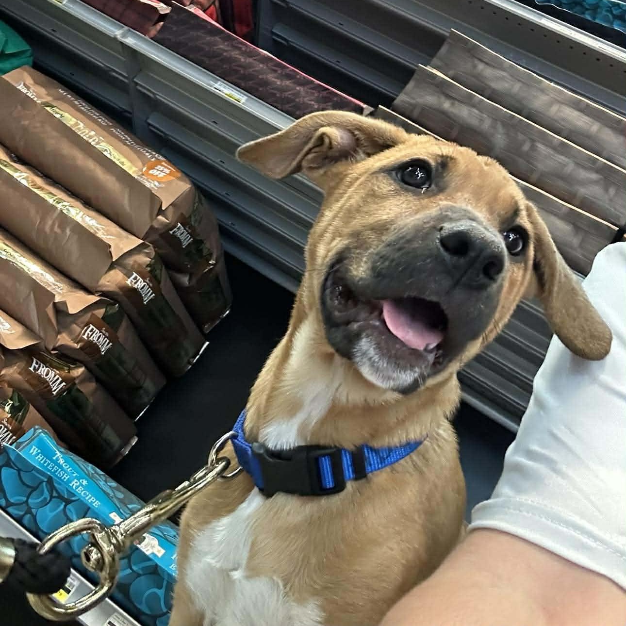 Enlarge Hutto TX Ranch Puppies, a Adoptable mixed breed in Lockhart, TX image 2/6